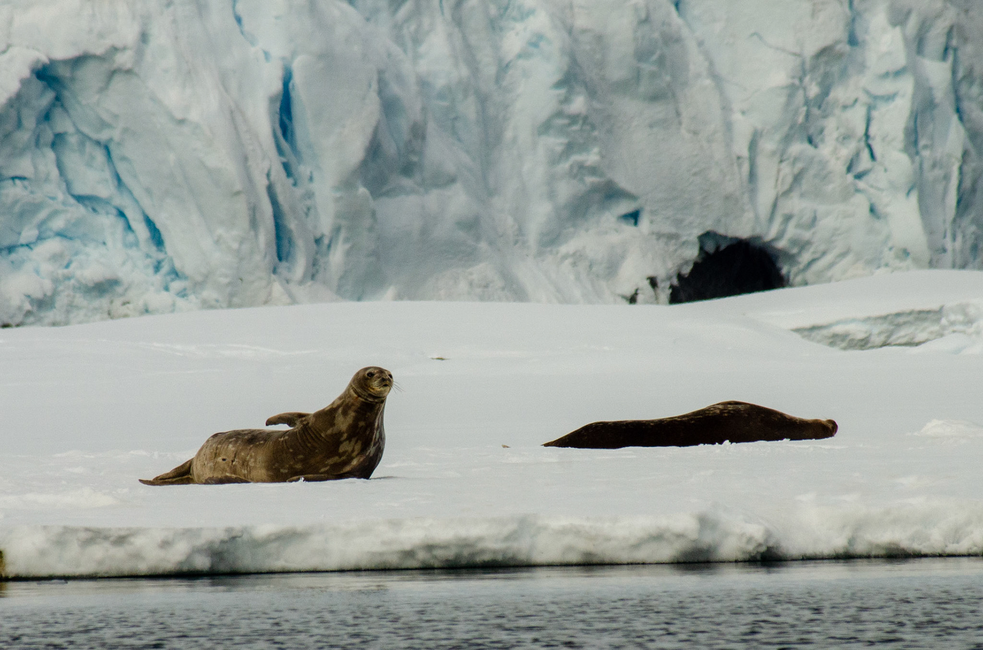 Weddell Seals