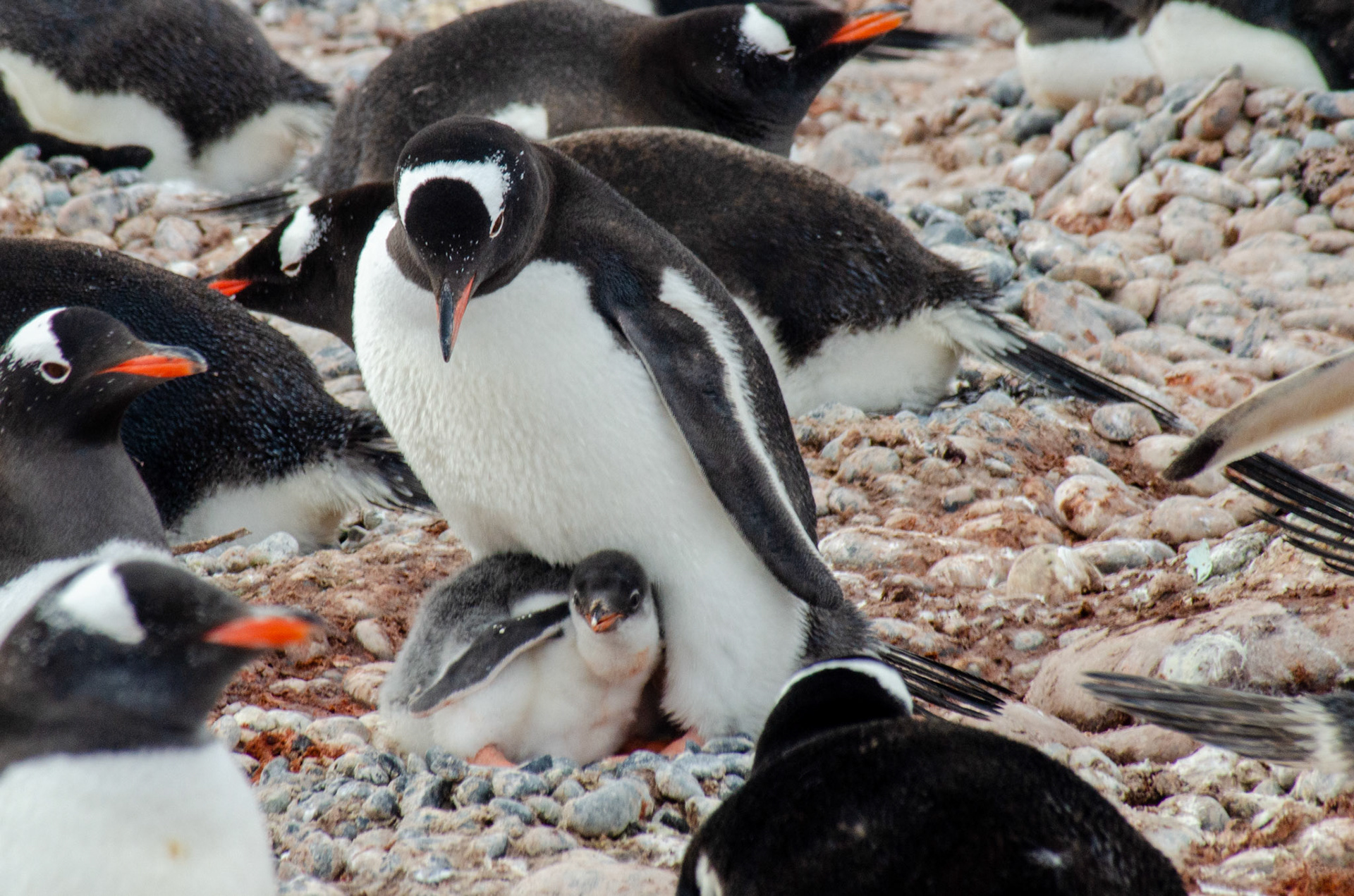 Gentoo and Chick #1