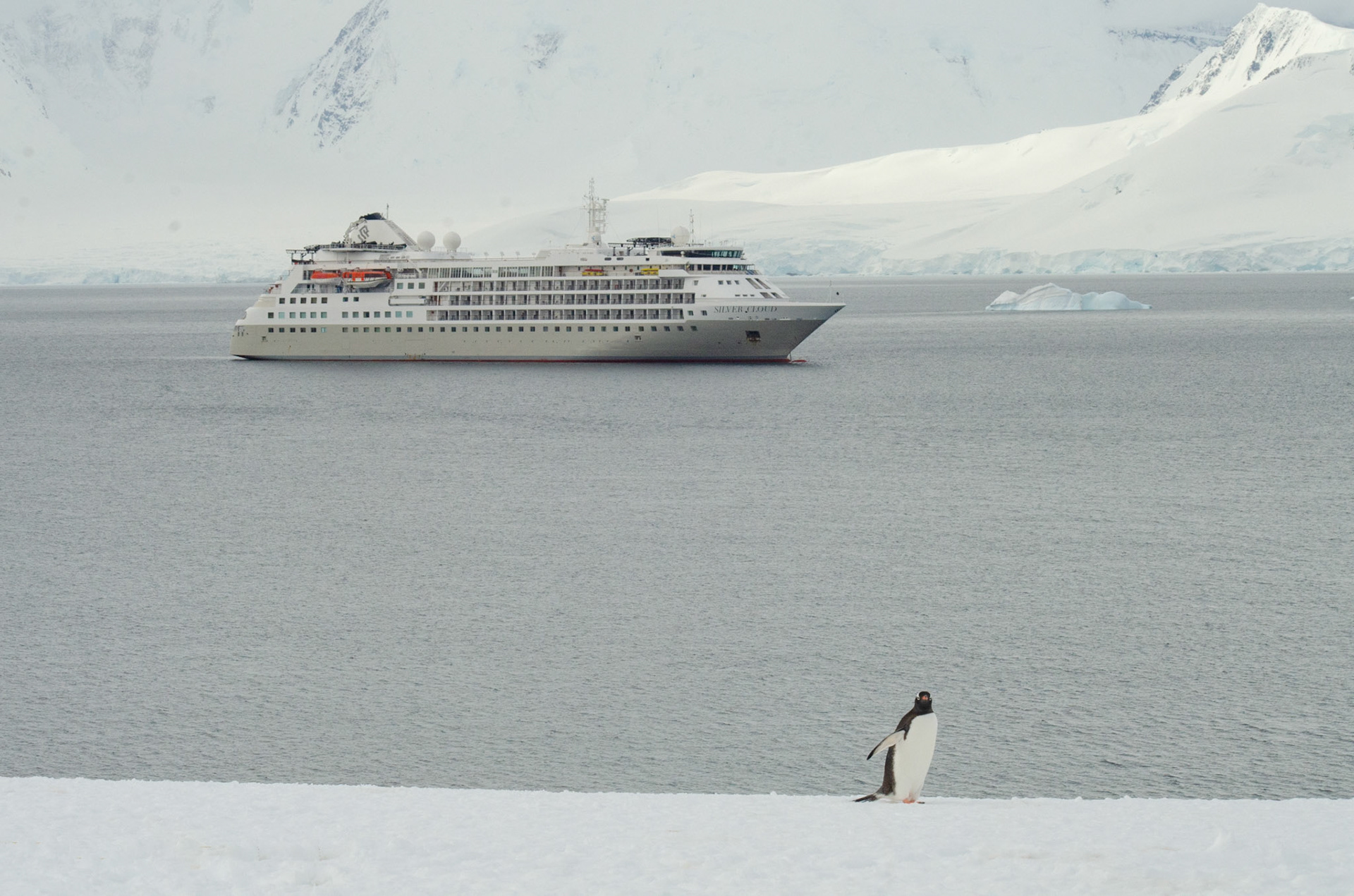 Gentoo and the Ship