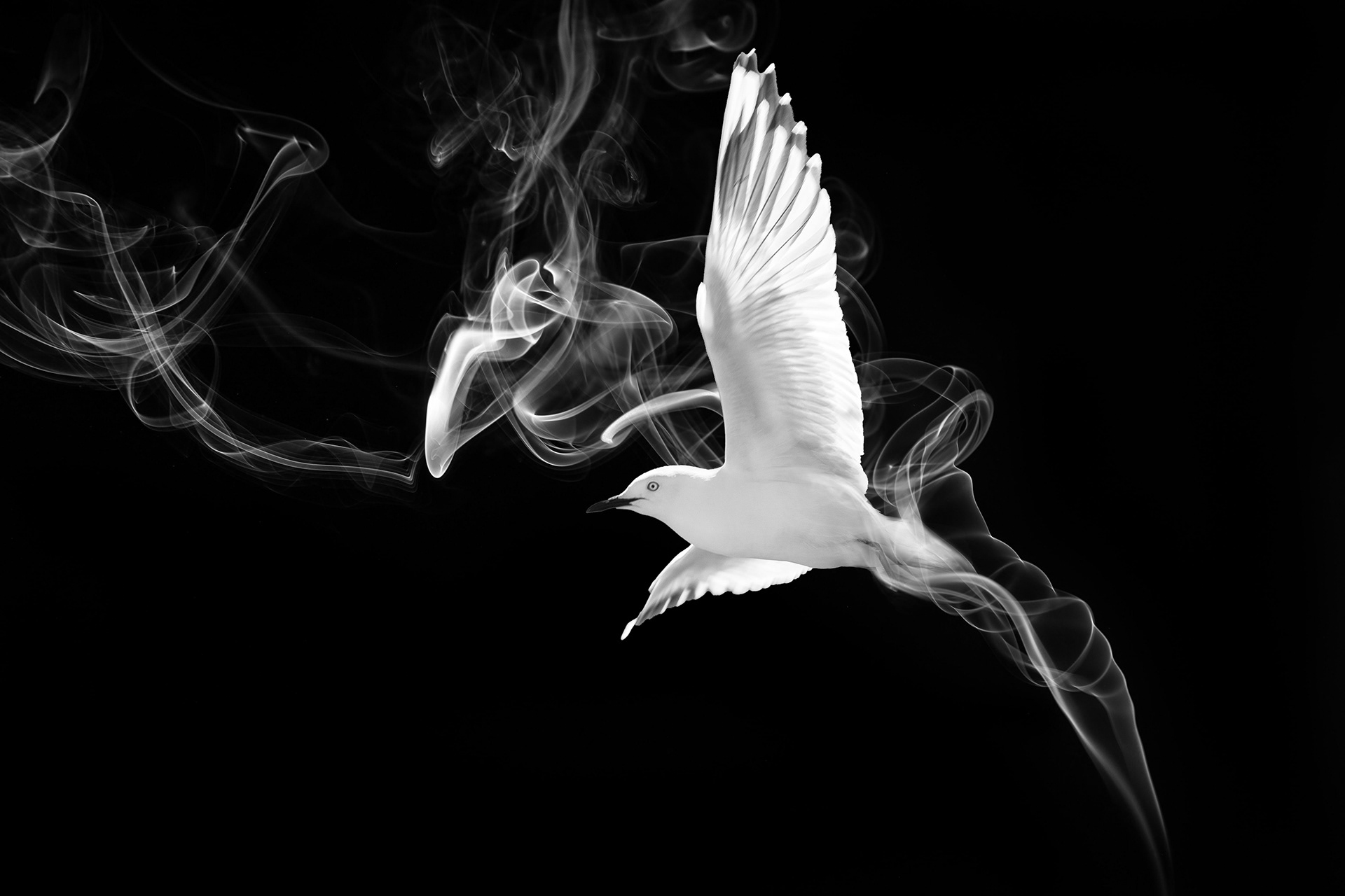 Liggett Design - Bird From The Smoke