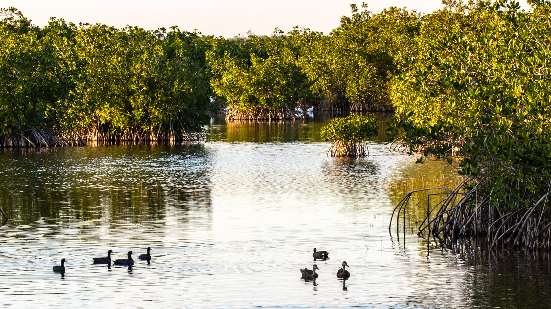 The Marshes--Ten Thousand Islands