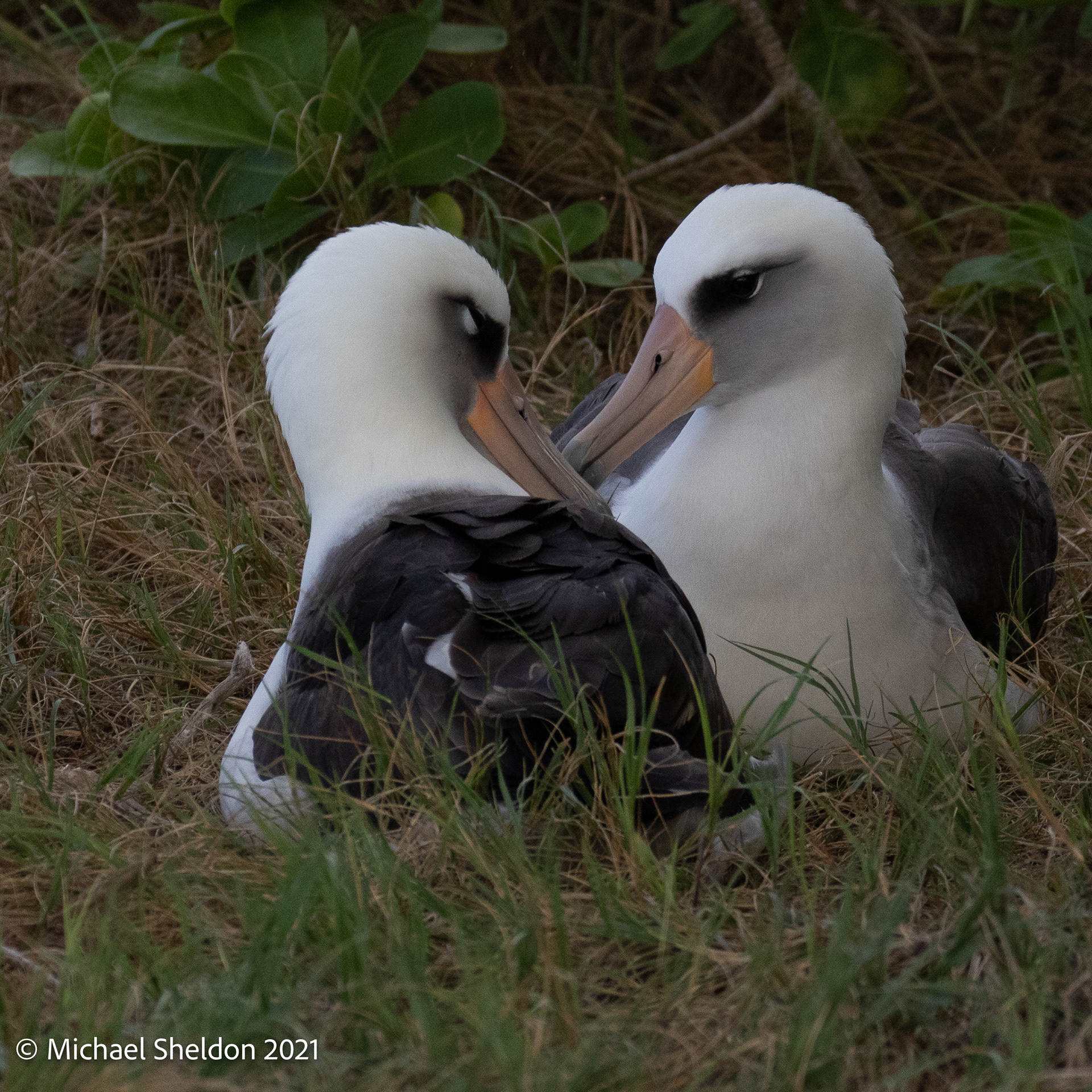 Laysan Albatross