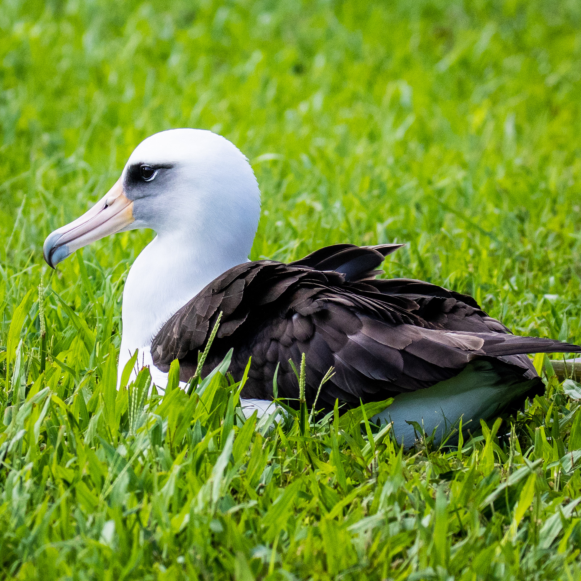 Laysan Albatross