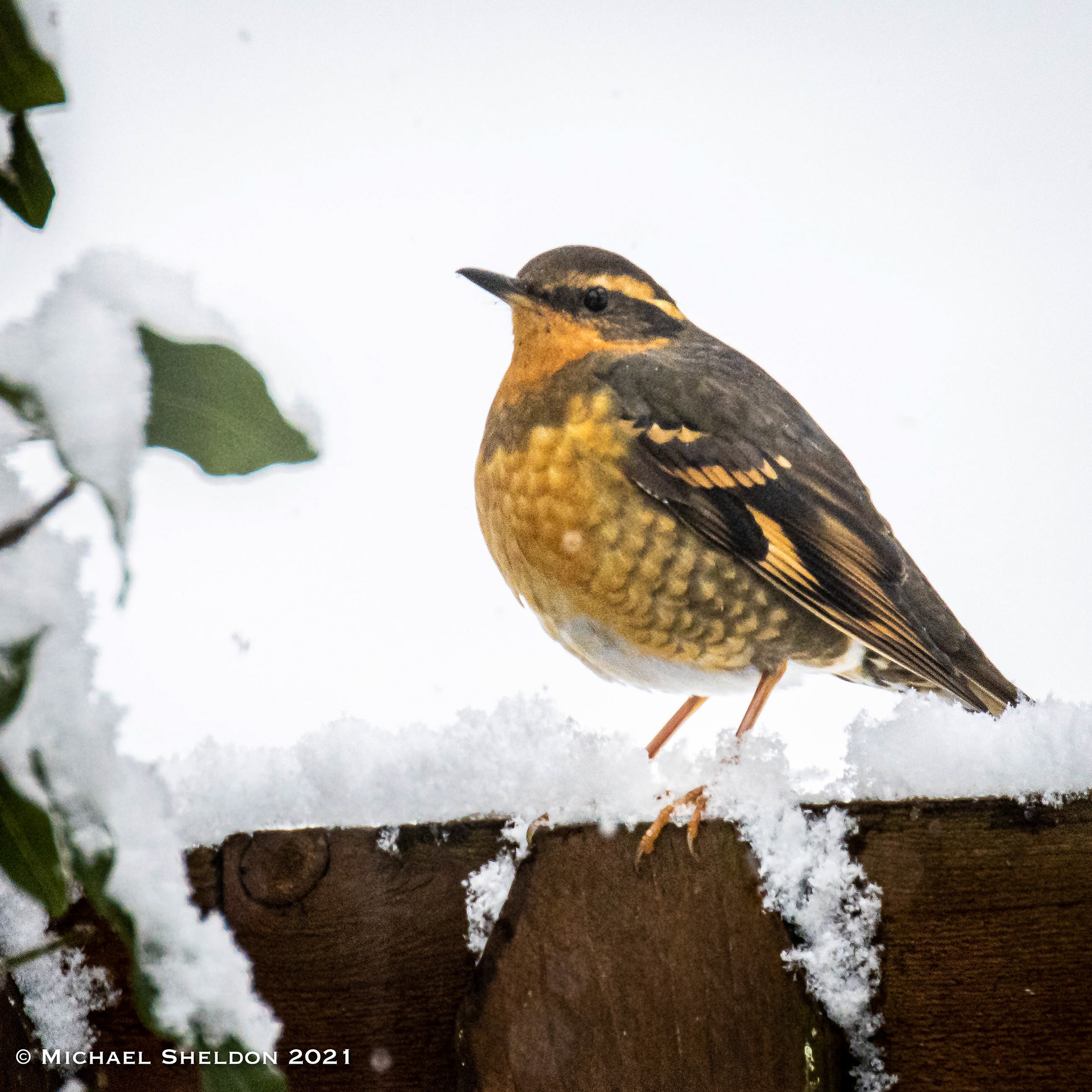 Varied Thrush (F)