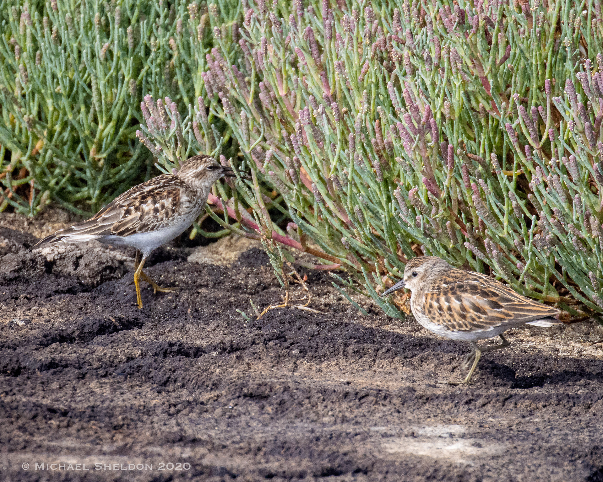 Long-toed Stint* and Least Sandpiper