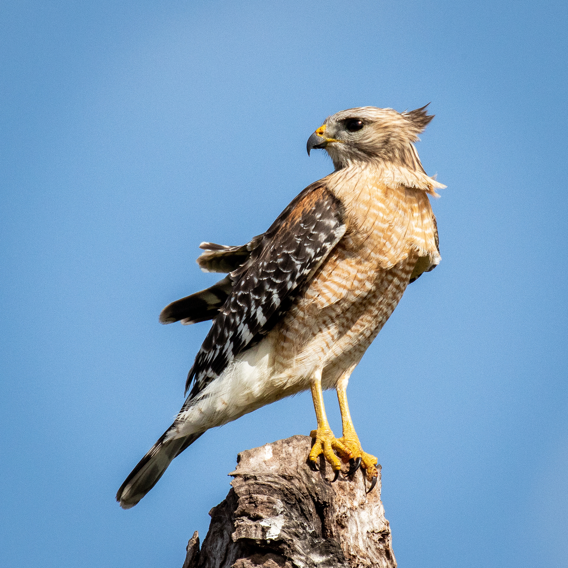 Red-shouldered Hawk