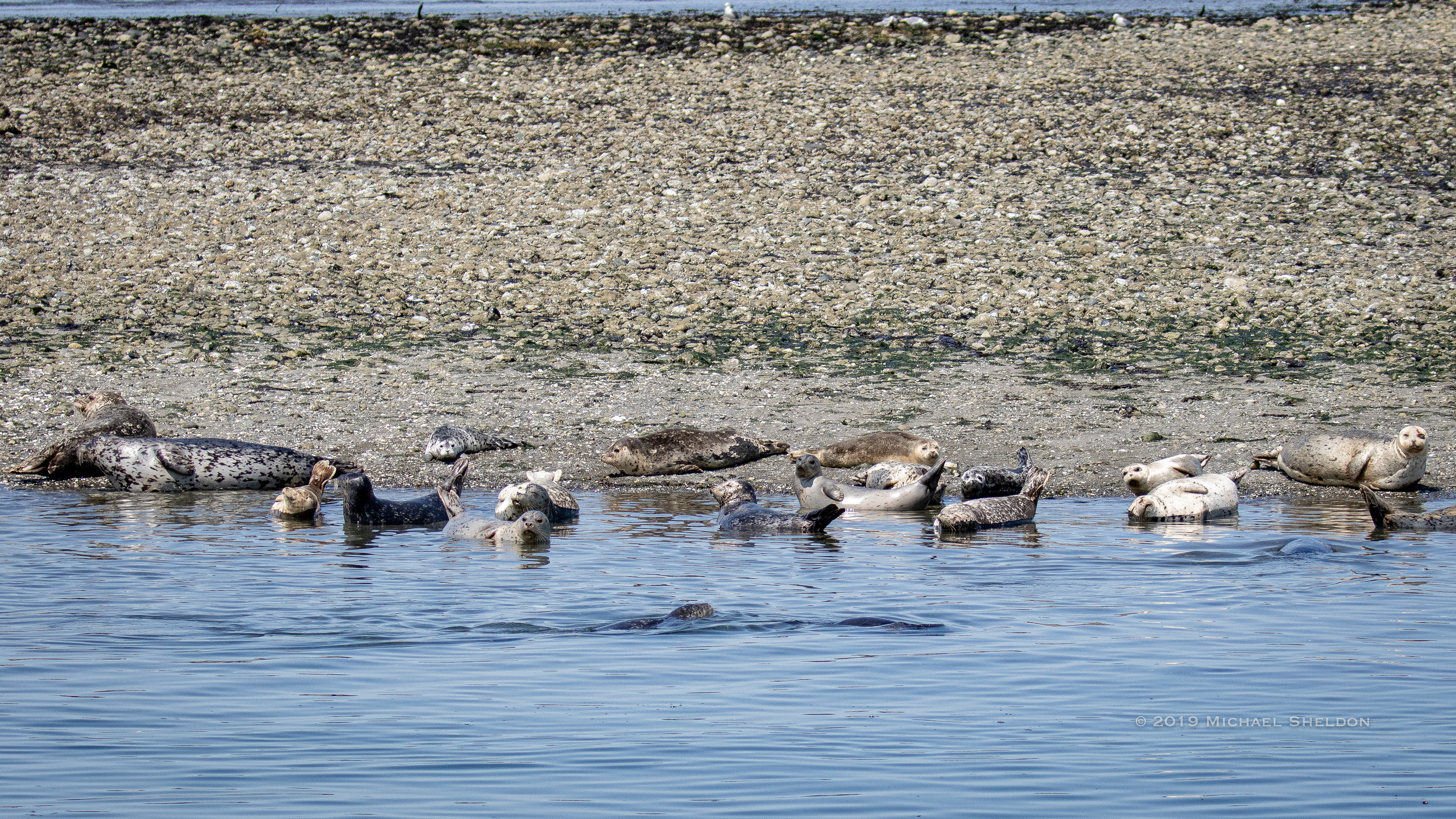 Seals in-all sizes and colors