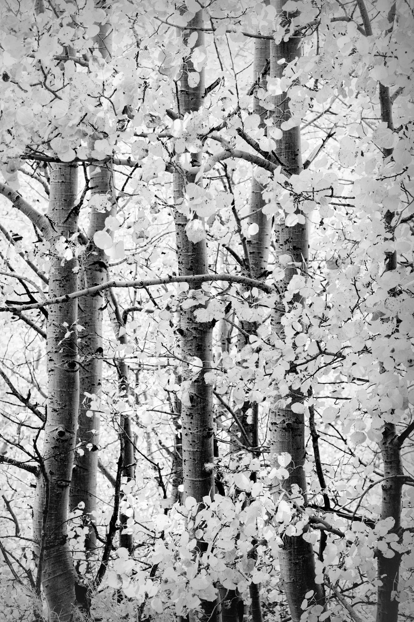 Aspen Tapestry