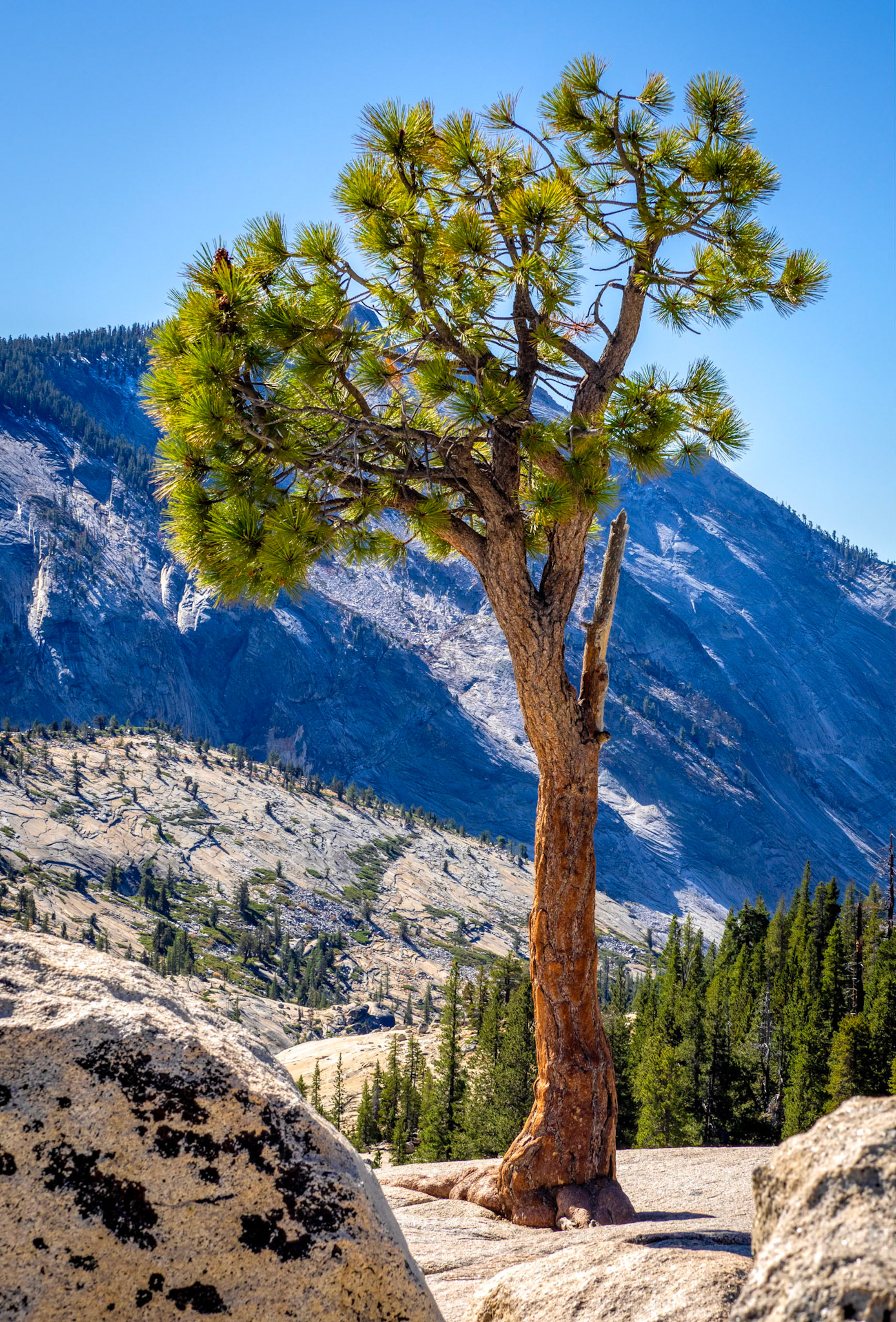Olmsted tree