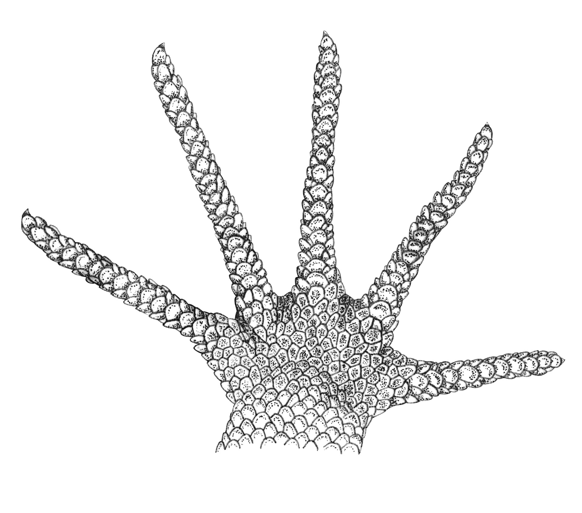 Gonatodes caudiscutatus