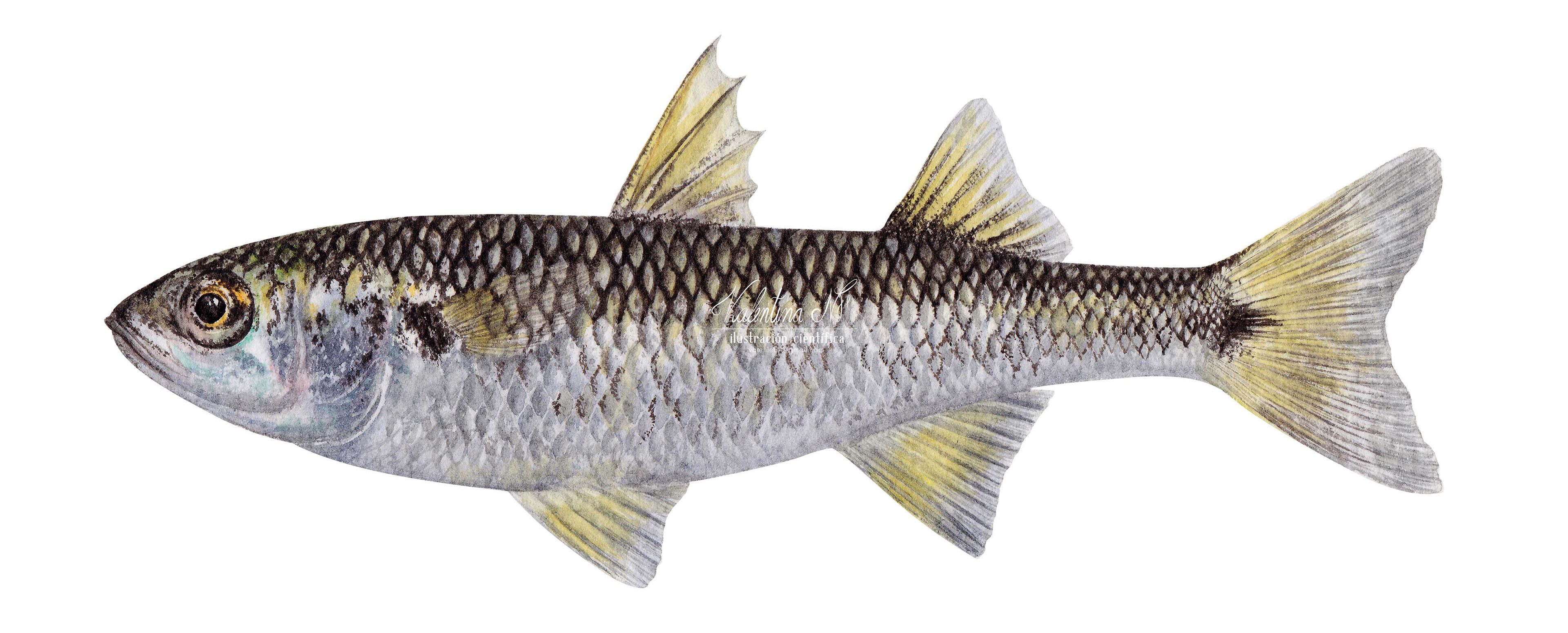 Agonostomus monticola