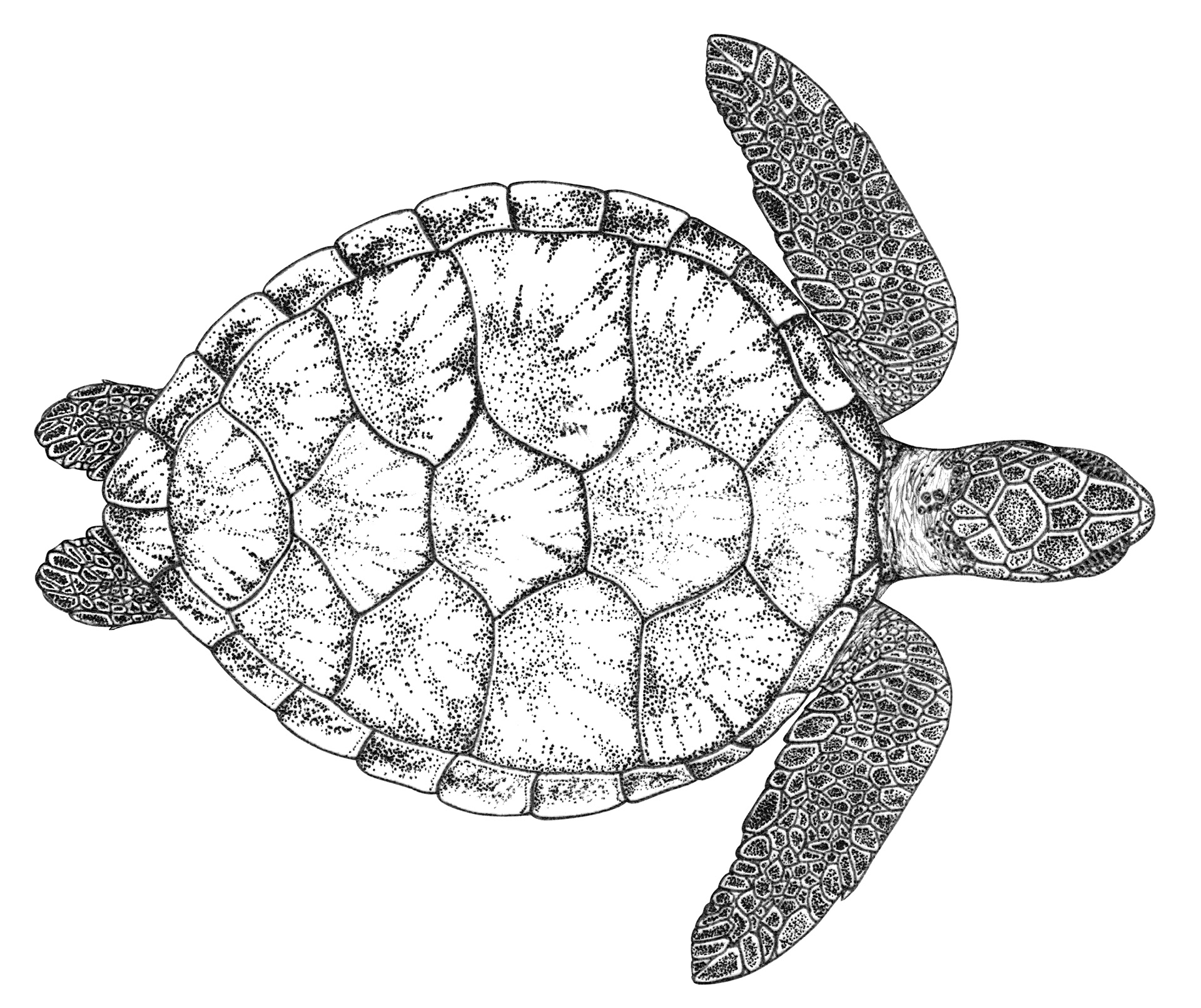 Chelonia mydas
