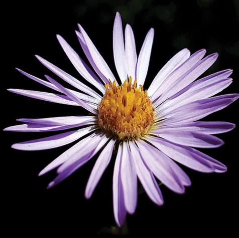 Fleabane Daisy