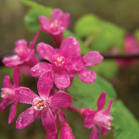 Flowering Red Current