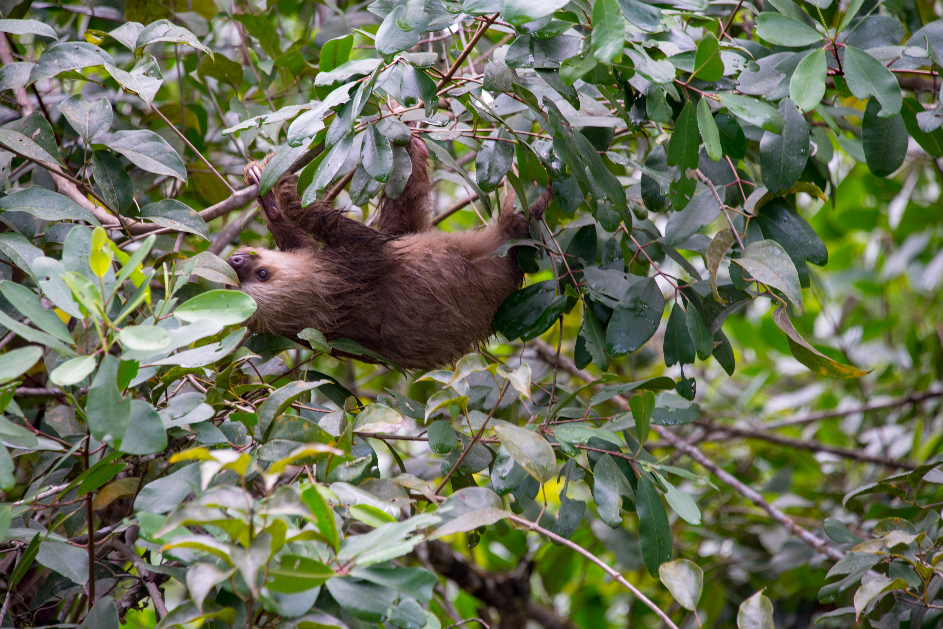 Just Hanging Around. Puerto Limon, Costa Rica. ©2018, Corey Sandler