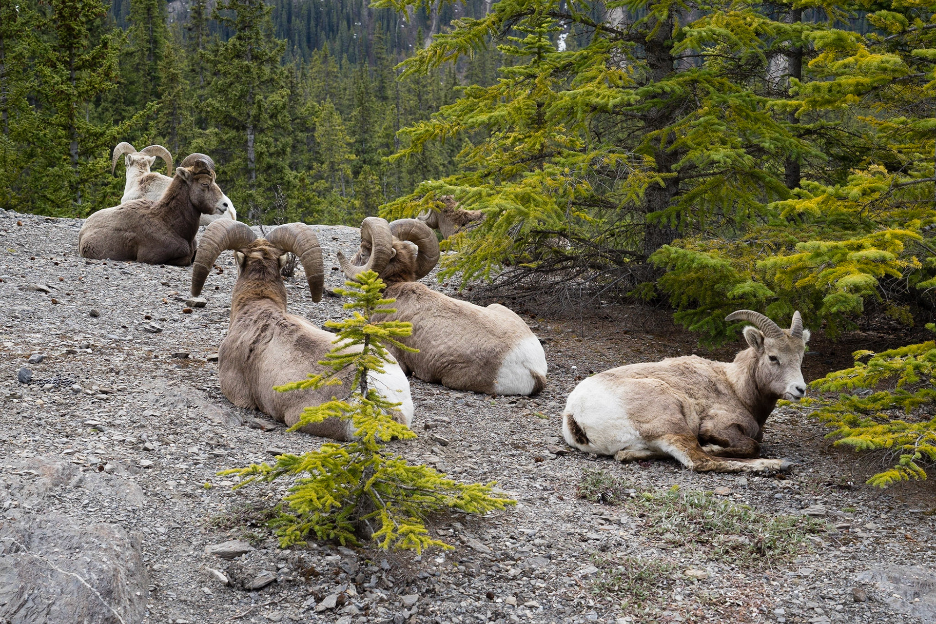Bighorn sheep, Icefields Parkway, AB