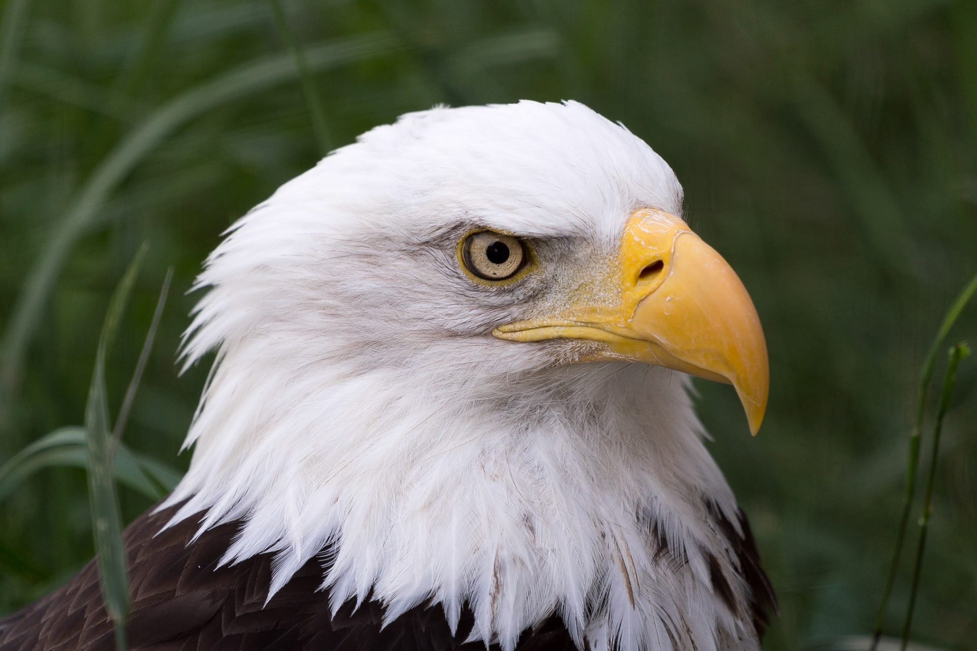 Bald Eagle