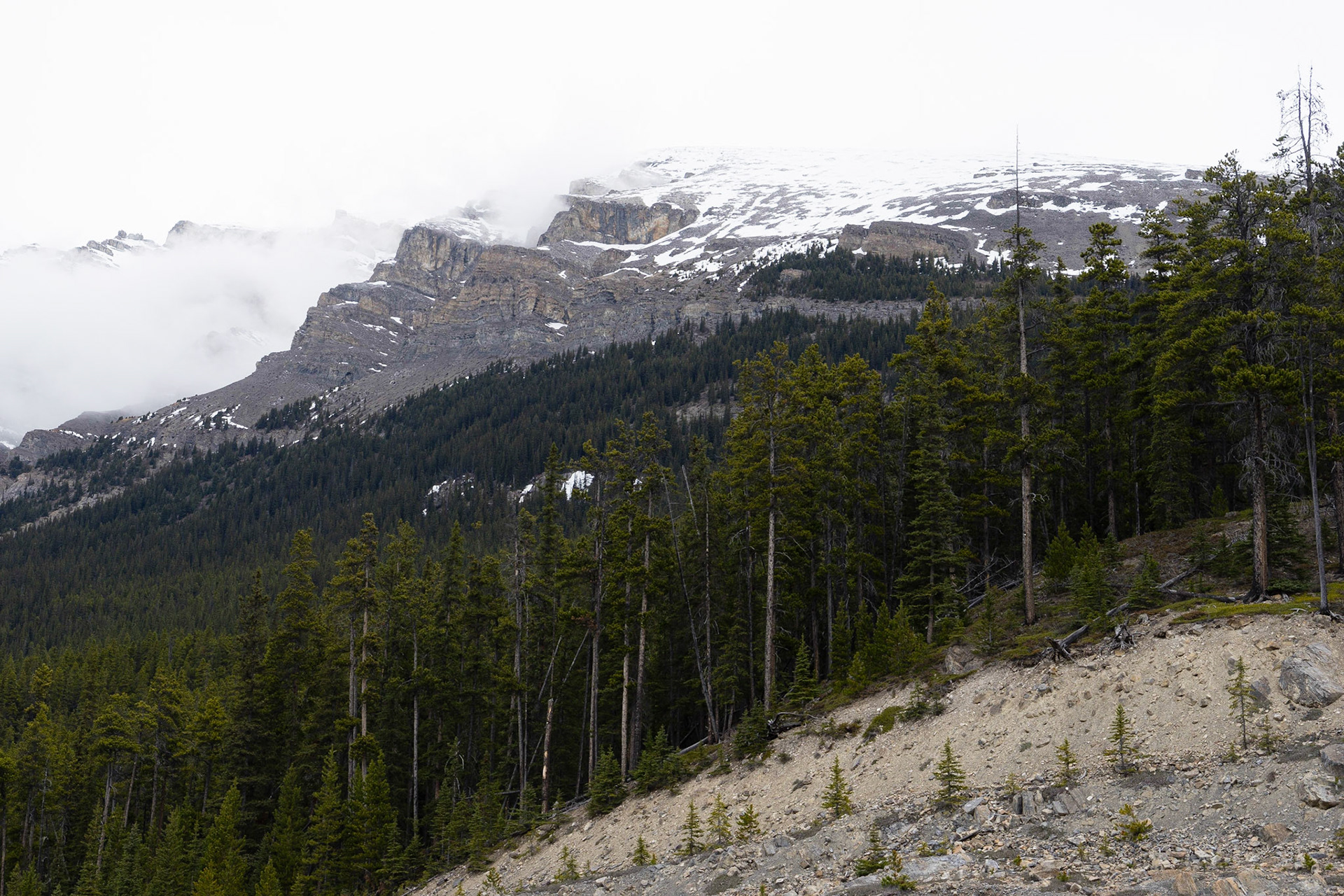 Trees, rock and snow. Icefields Parkway, AB
