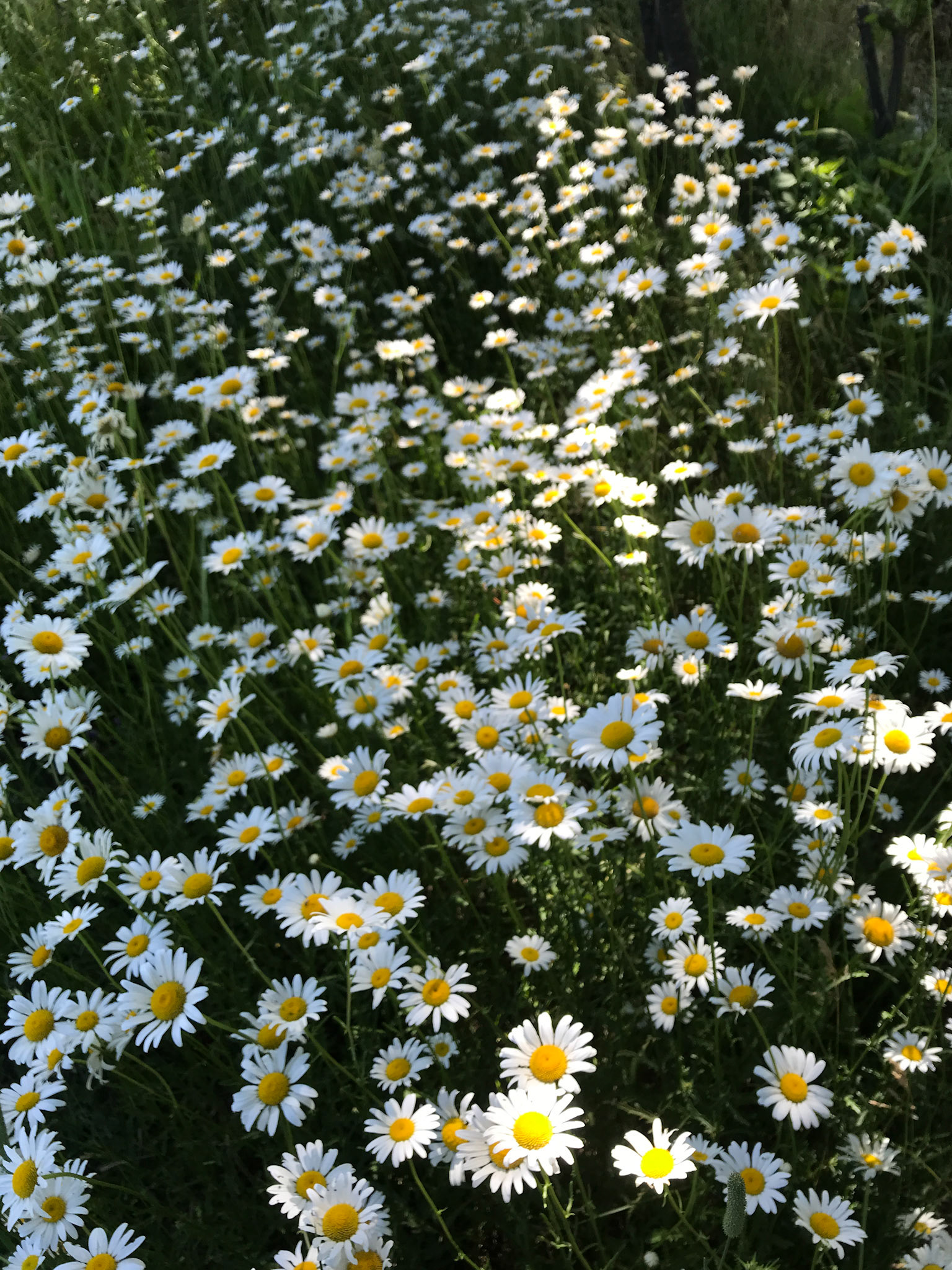 Shasta Daisies