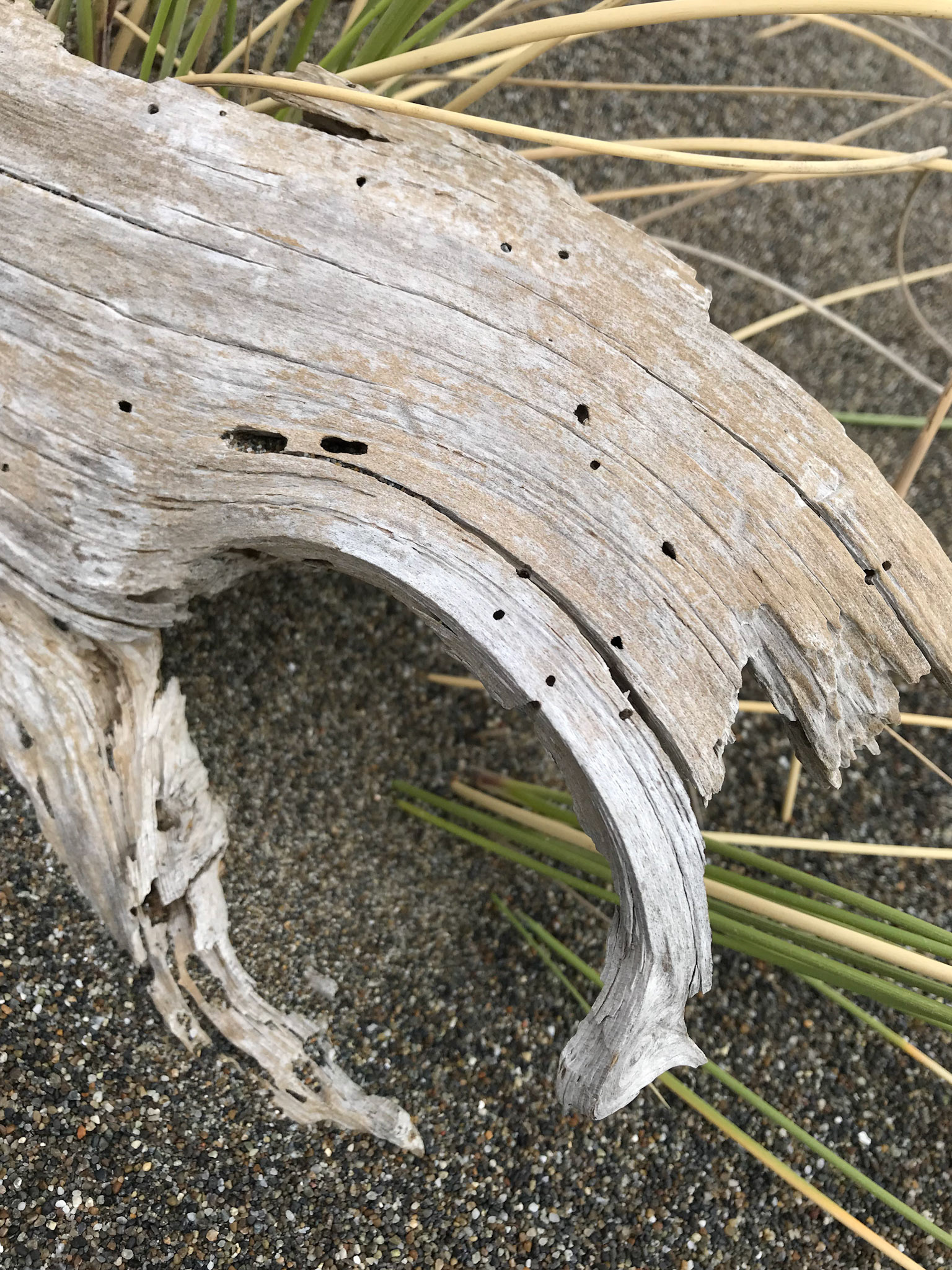 Driftwood