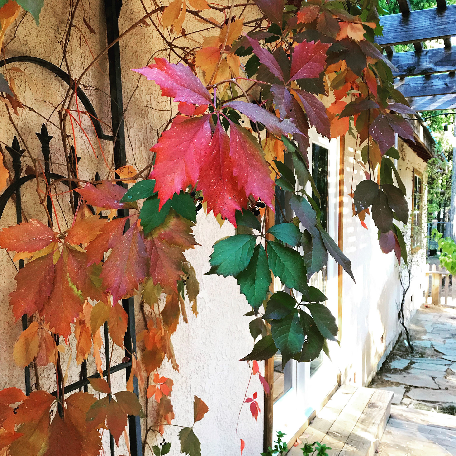 Virginia Creeper, Autumn