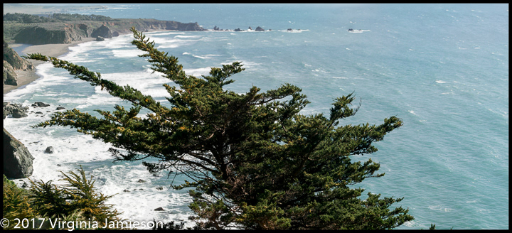 huge pine tree overlooking Pacific Ocean at Big Sur coastline; UA-92916515-1