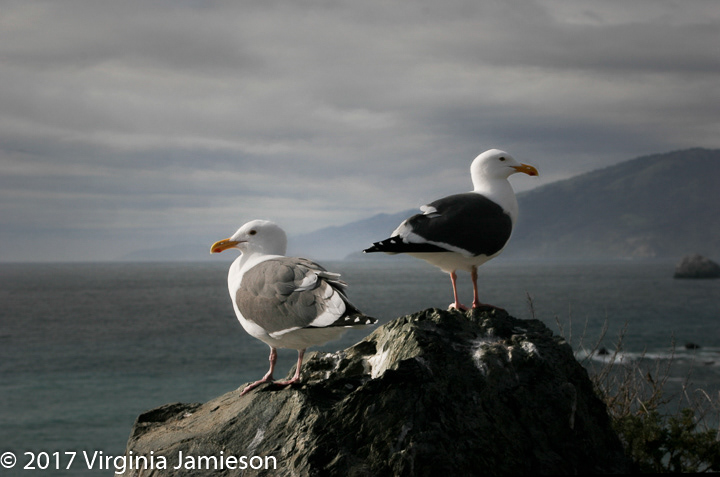 Sea Gulls on rock on California coast; UA-92916515-1