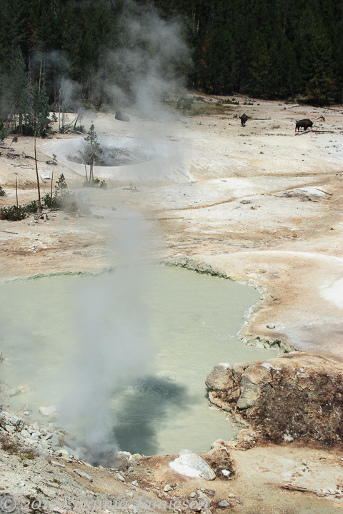 Poisonous sulphur mist at Yellowstone NP steam ponds; UA-92916515-1