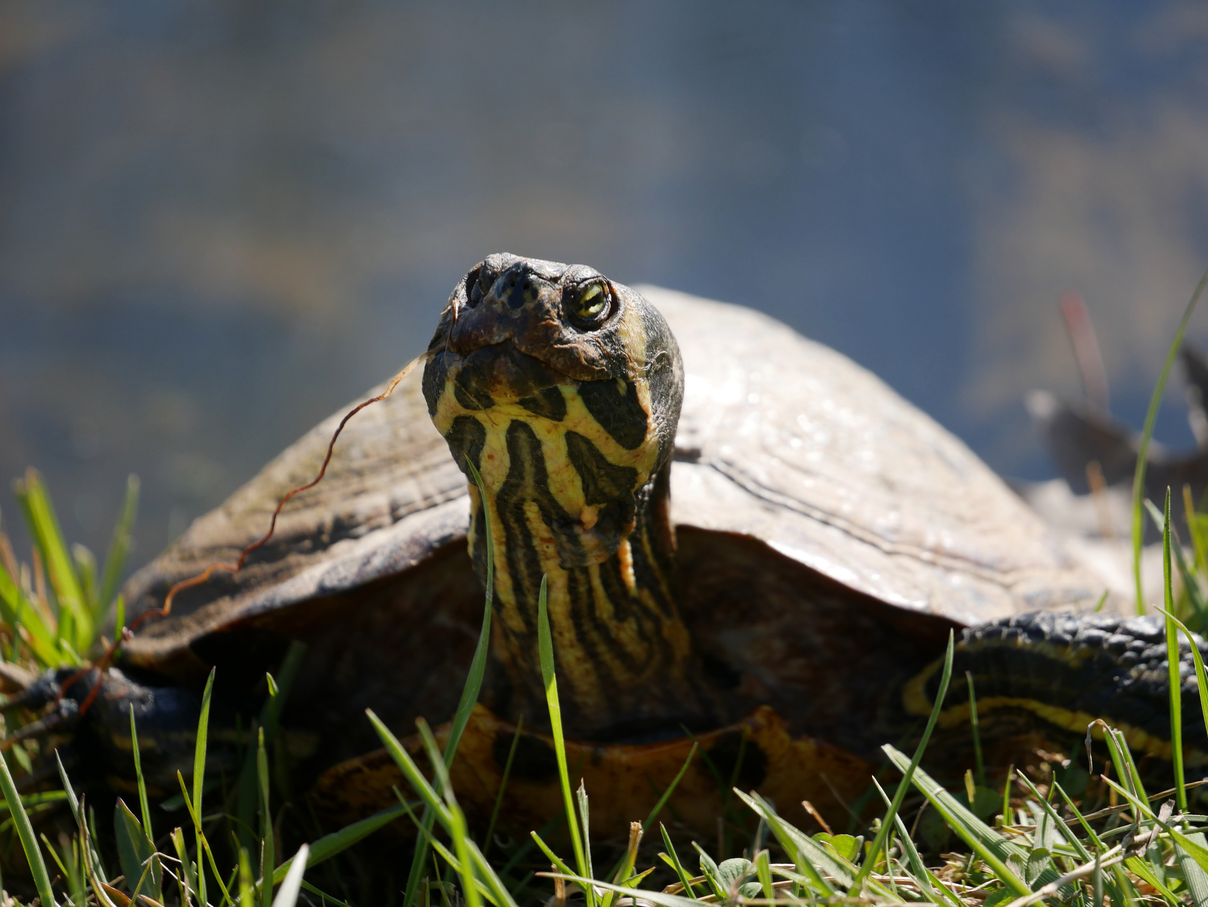Rachael Stasick, Happy Little Turtle, Photography, Gilmour Academy, Educator: Susan Southard, Grade 9,  Honorable Mention