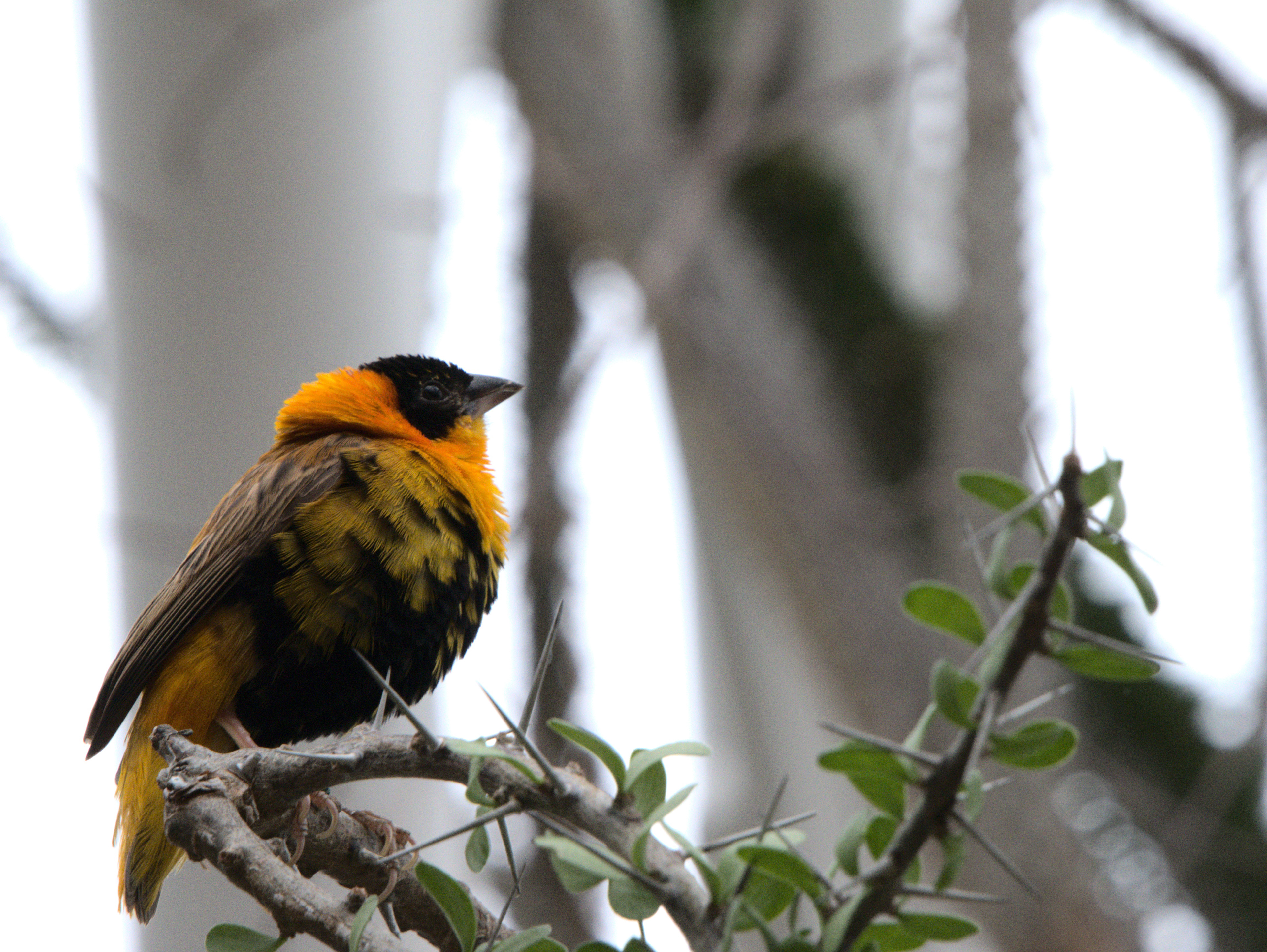 Rachael Stasick, The Golden Bird, Photography, Gilmour Academy, Educator: Susan Southard, Grade 9,  Honorable Mention