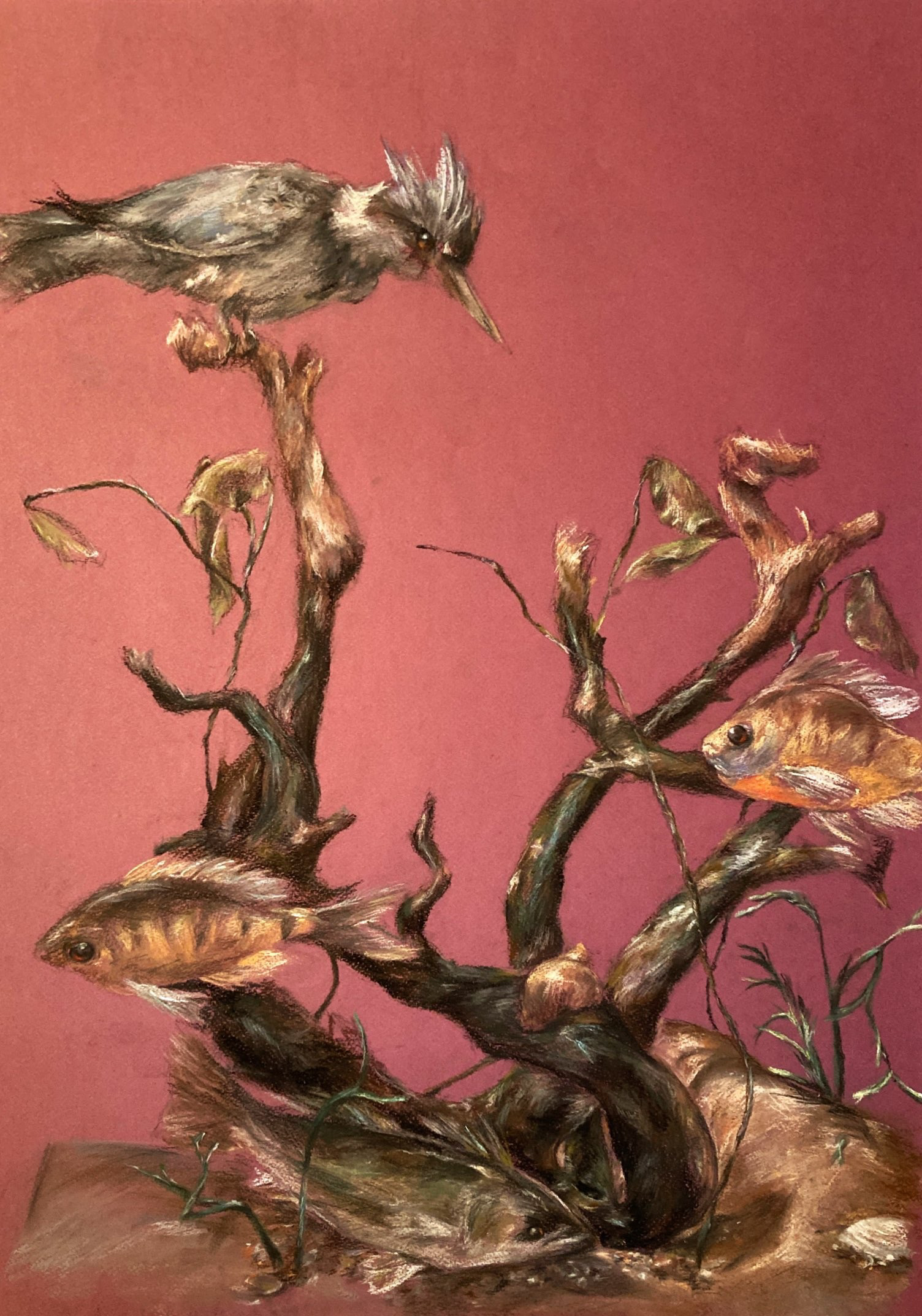 Margot Sanders, Kingfisher, Drawing + Illustration, Excell TECC School, Educator: Dan Whitely, Grade 11, The Regional Drawing + Illustration Award