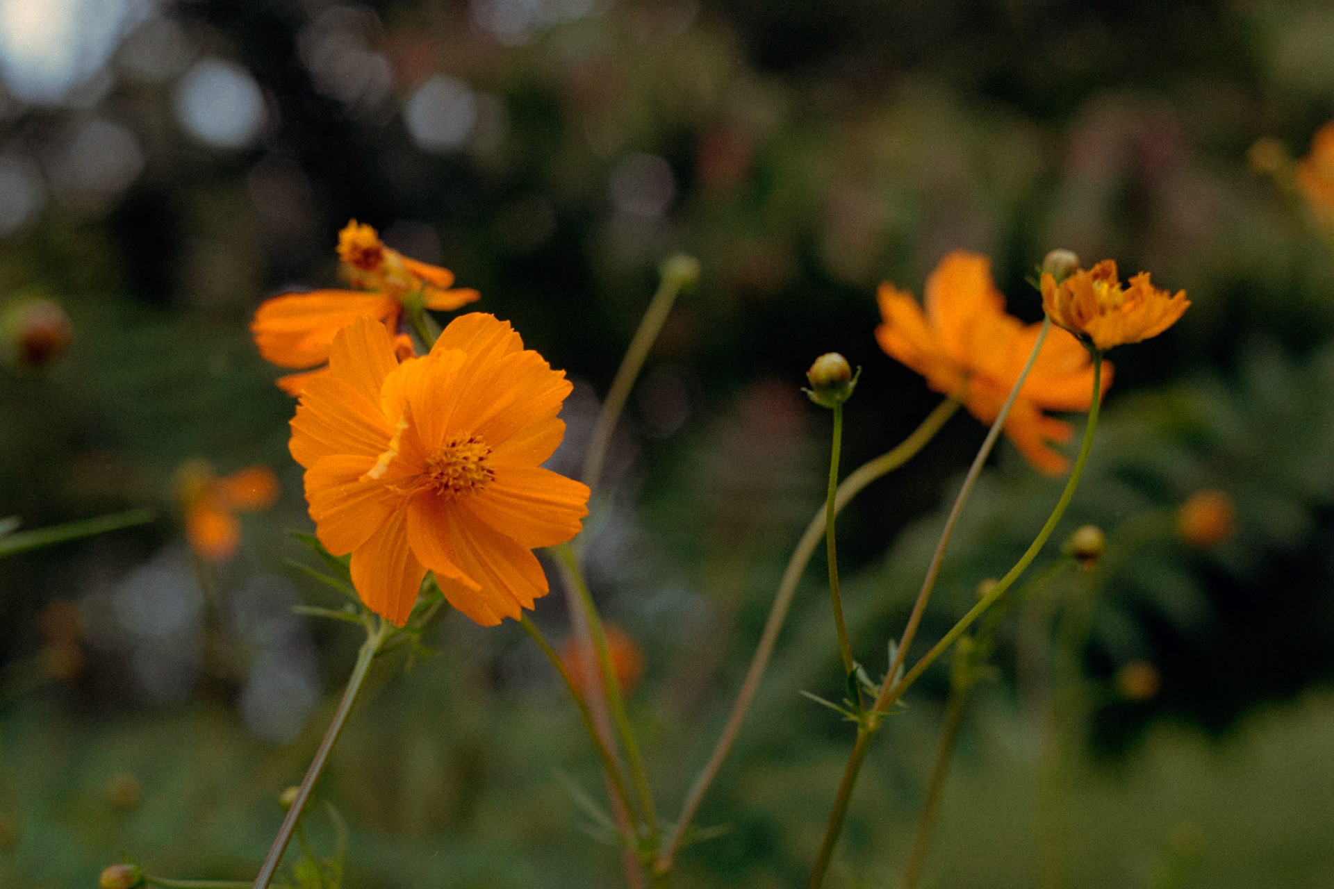 orange crush, II