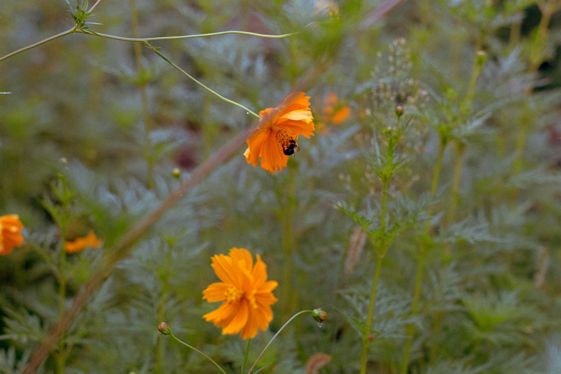 orange crush, III