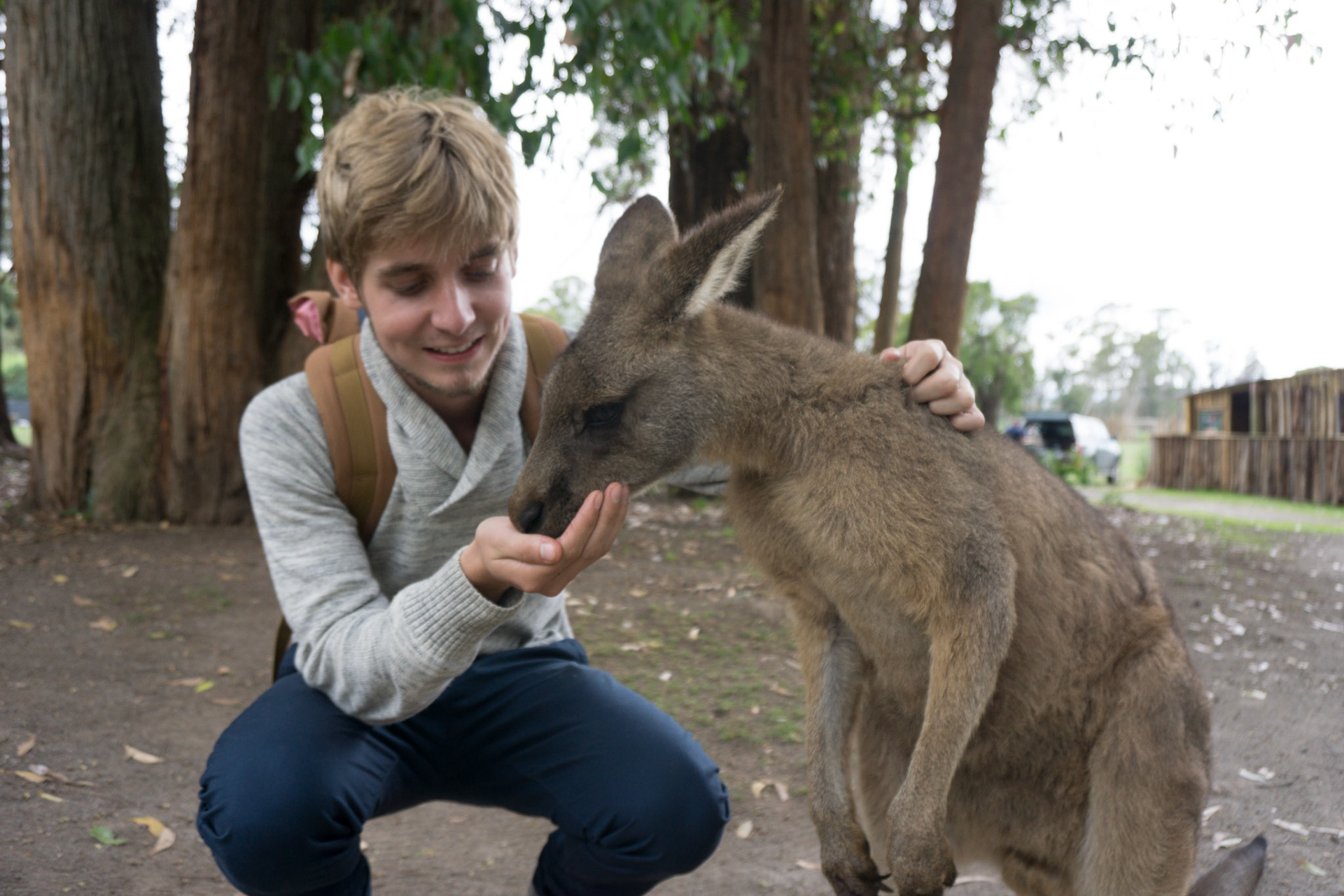 Repas des kangourous