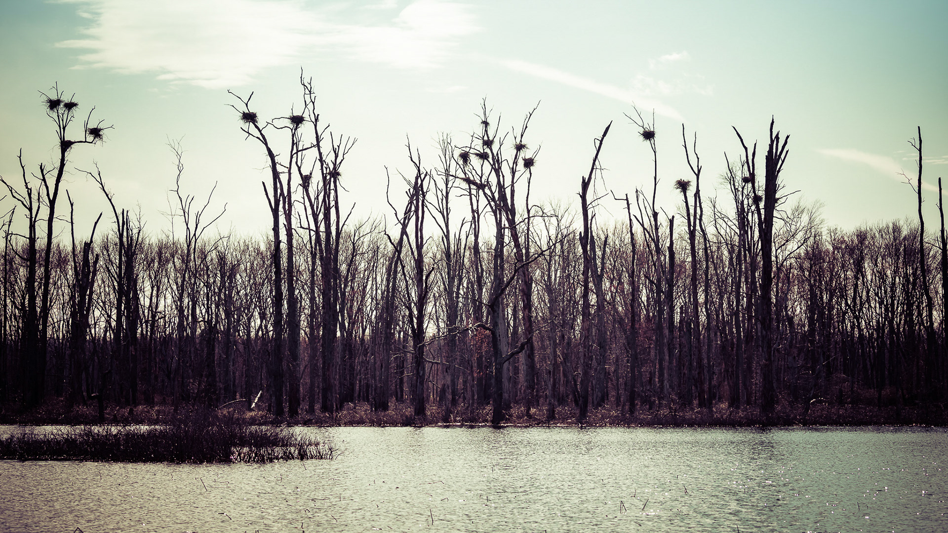 Great Blue Heron Rookery