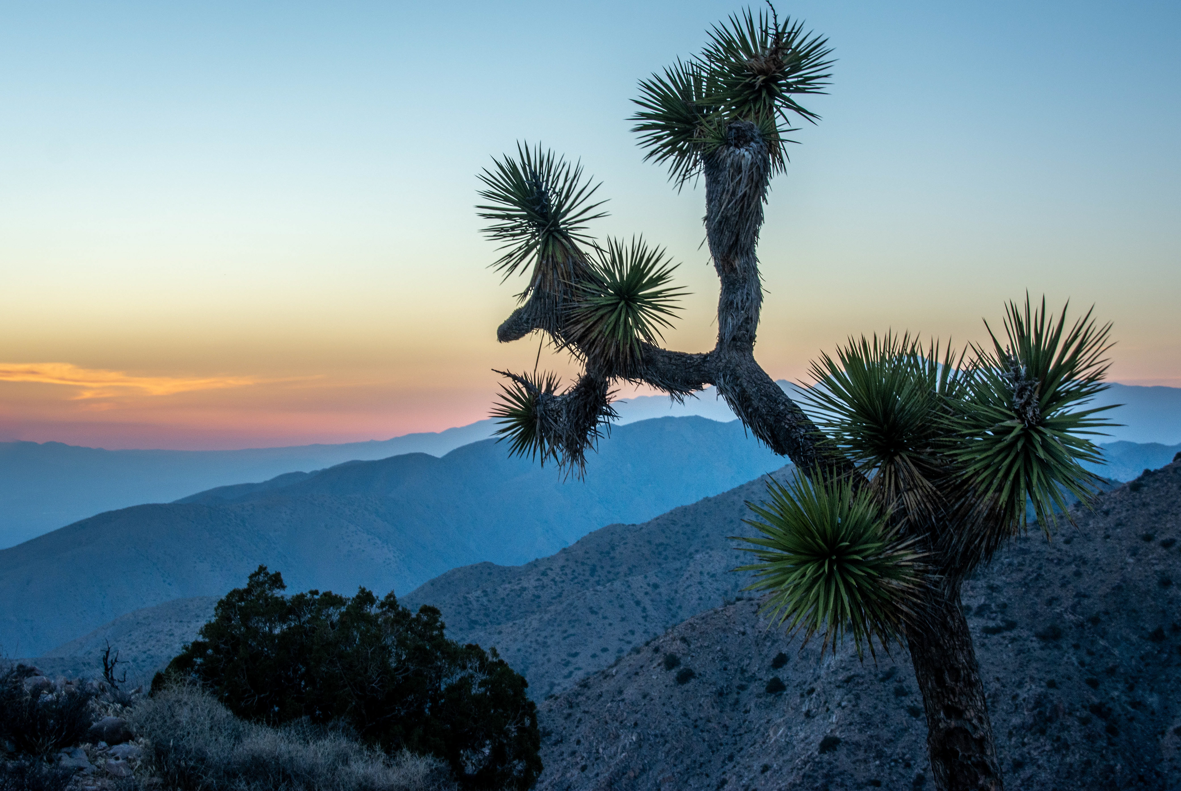 California, Joshua Tree NP