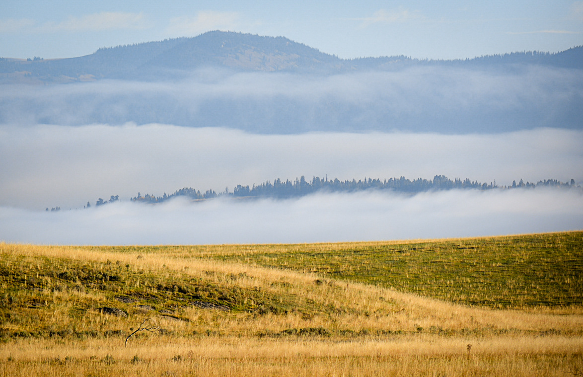 Montana fields