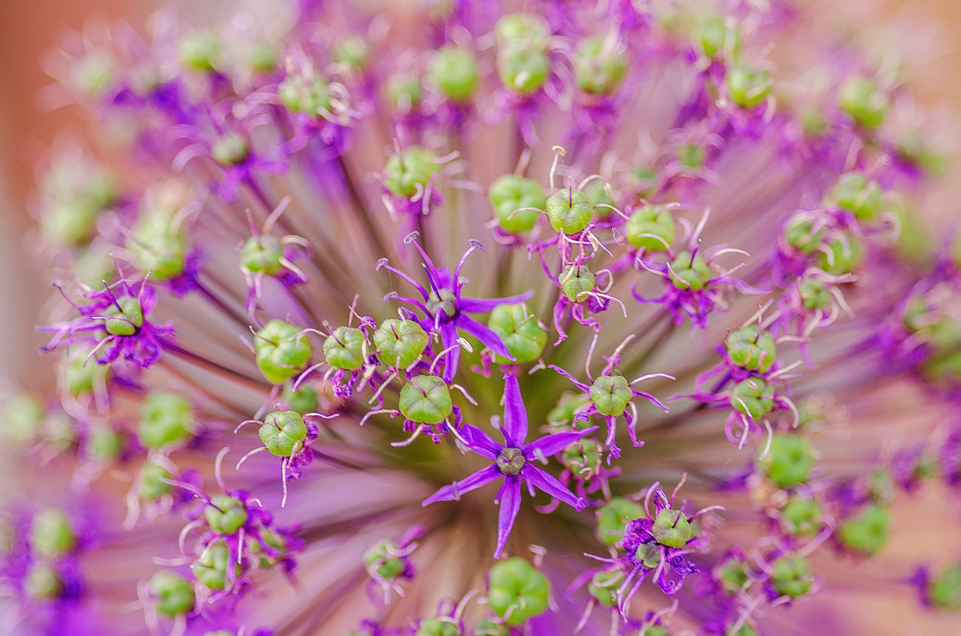 Allium Seedhead