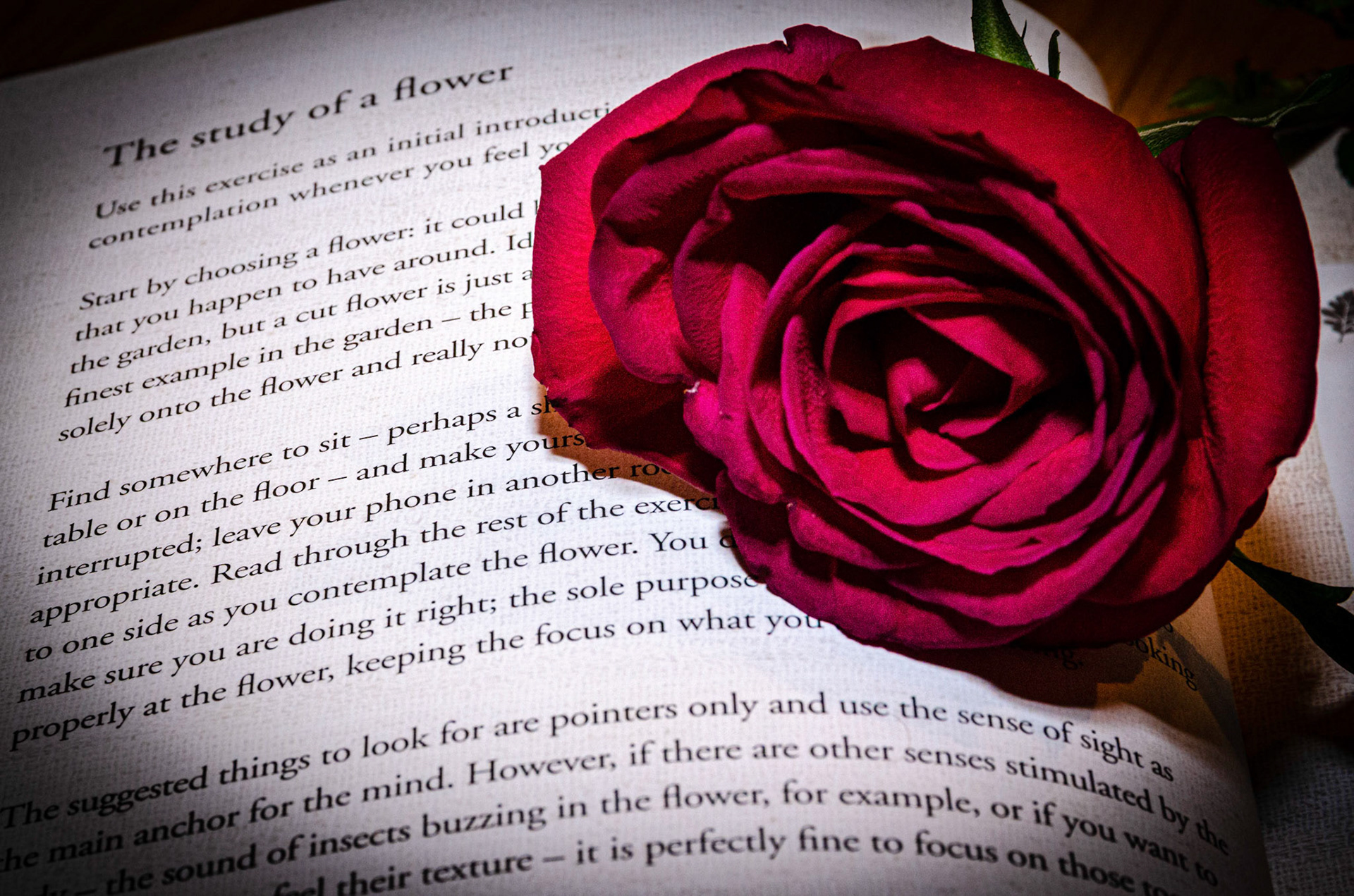 Study of a flower