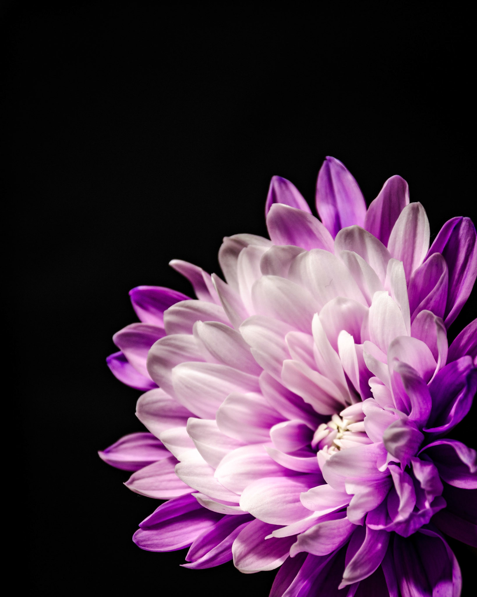 Chrysanthemum