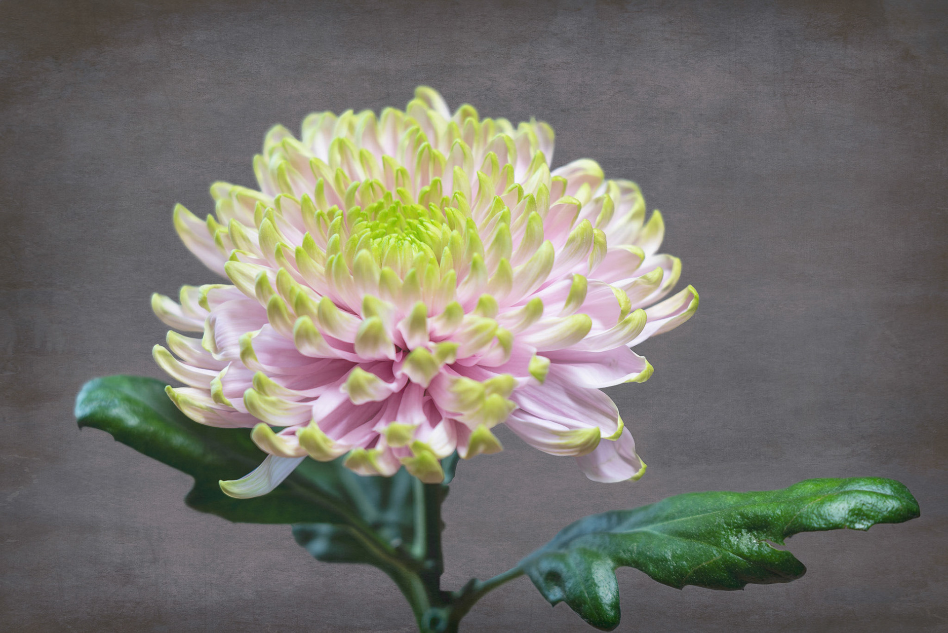 Chrysanthemum