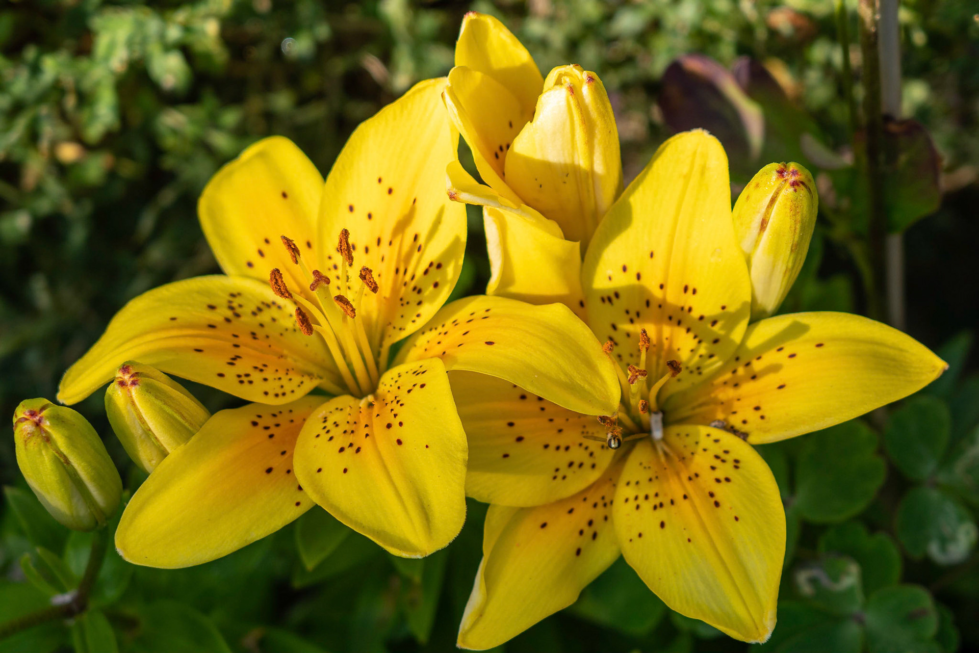 Asiatic Lillies