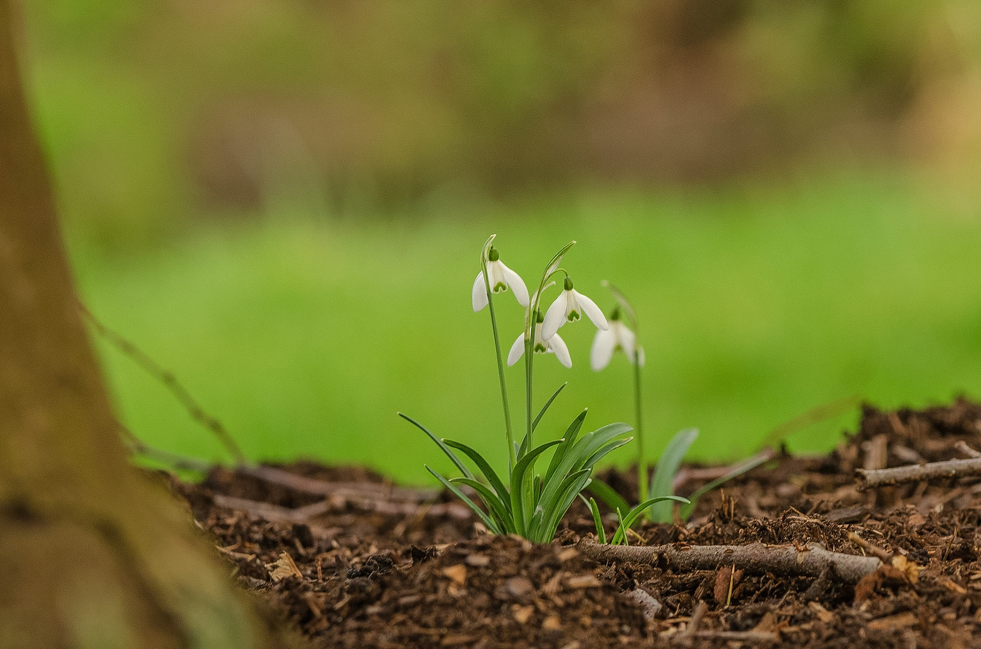 Woodland Snowdrops