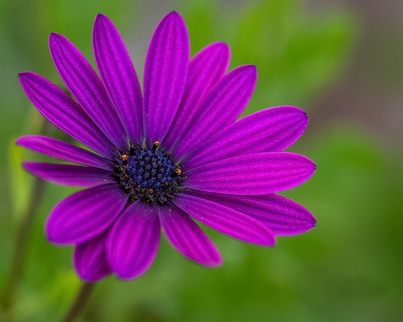 Purple Daisy