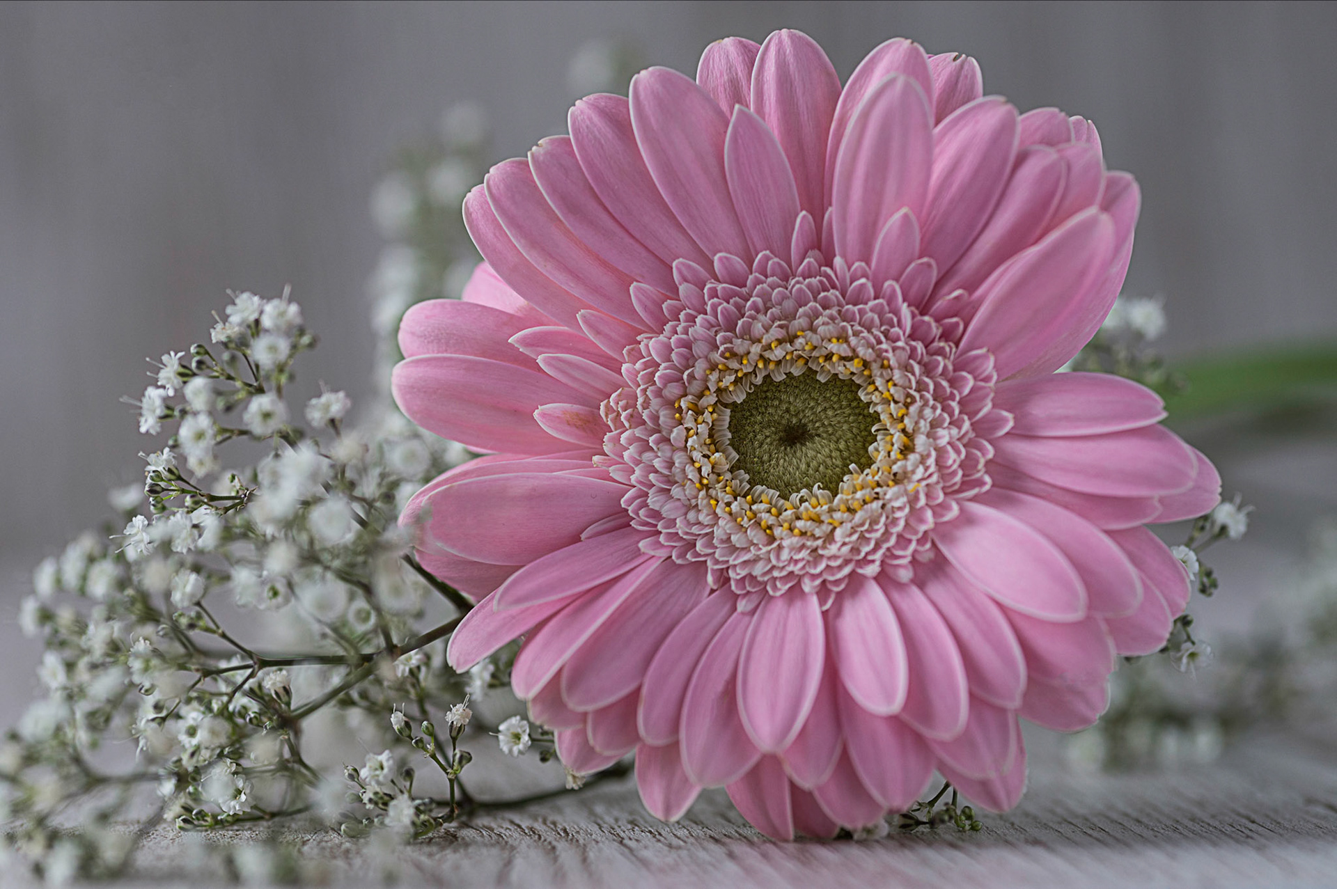 Pink Gerbera