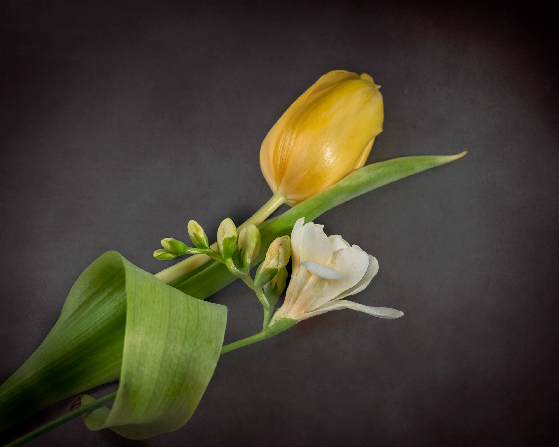 Tulip and Freesia