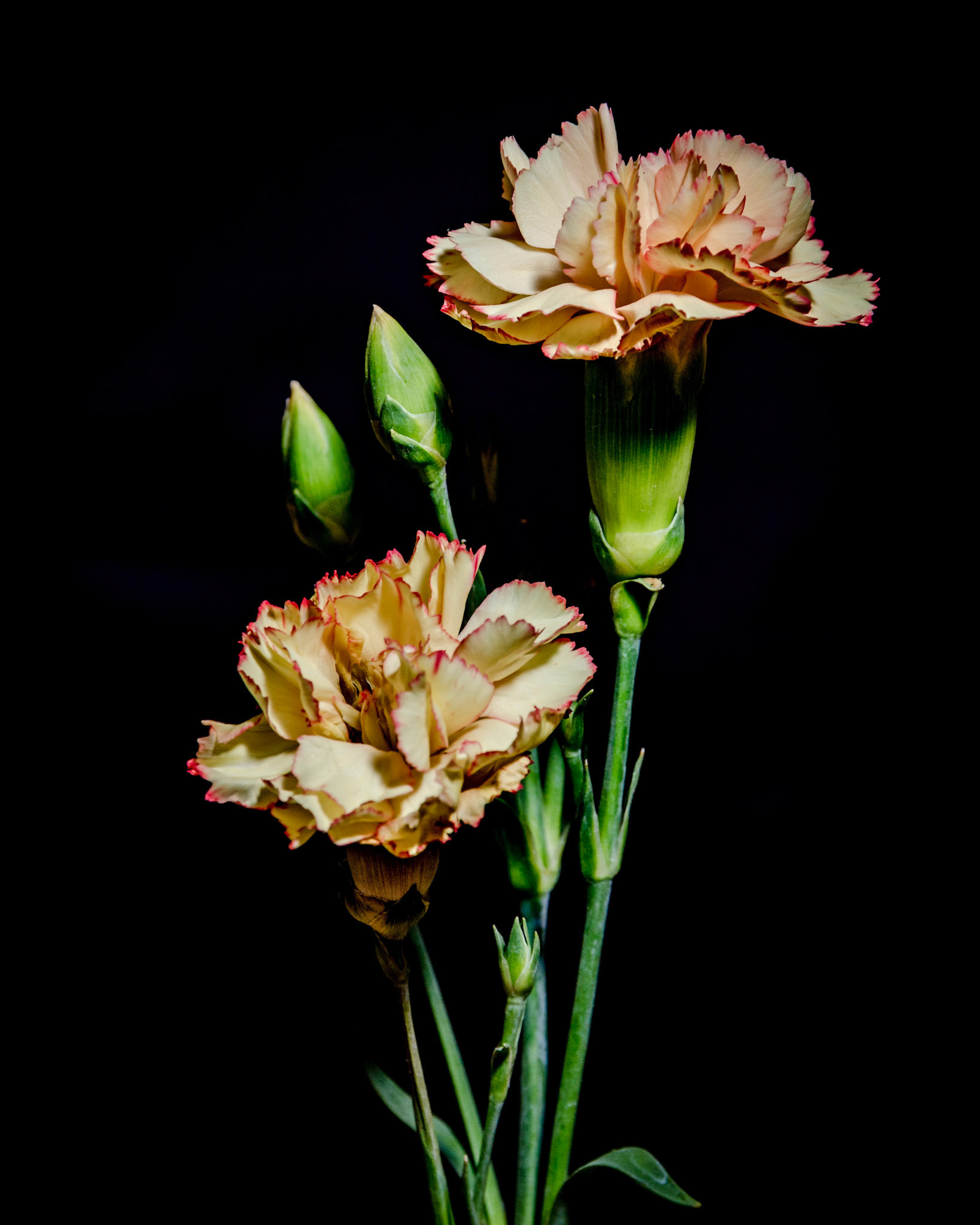 Peach Carnations