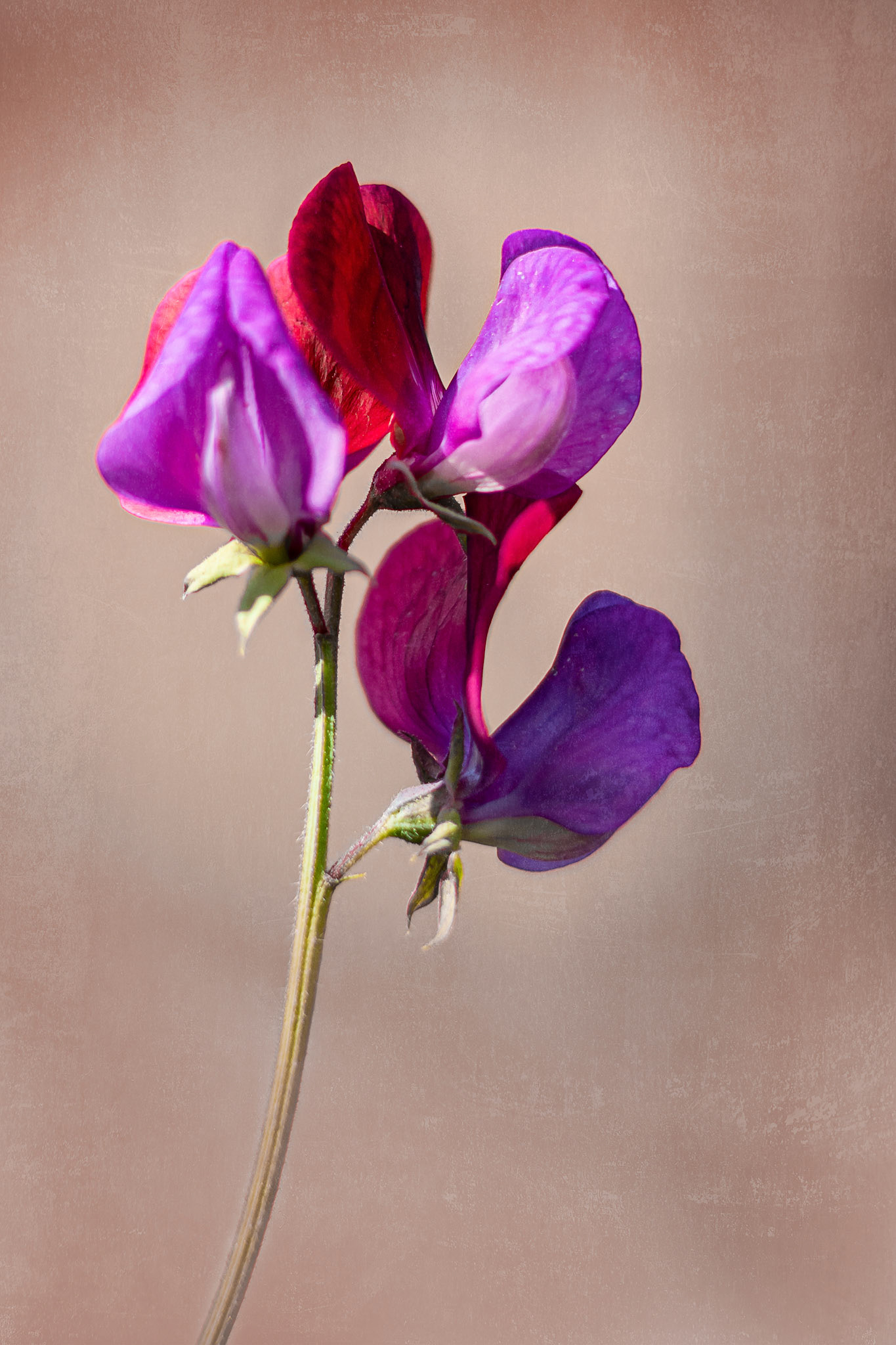 Sweet Pea