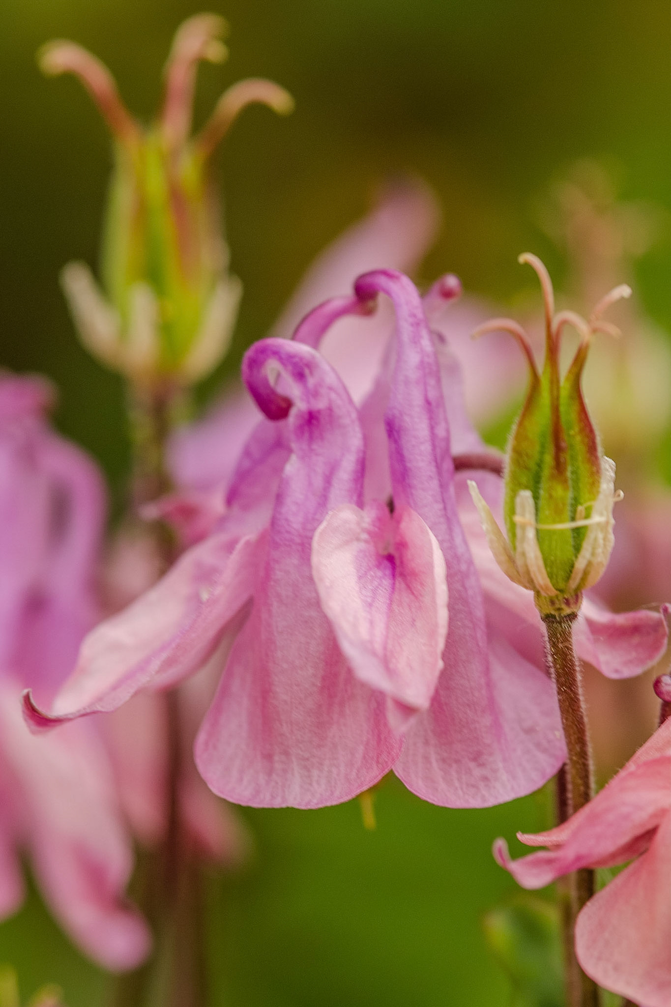 Aquilegia
