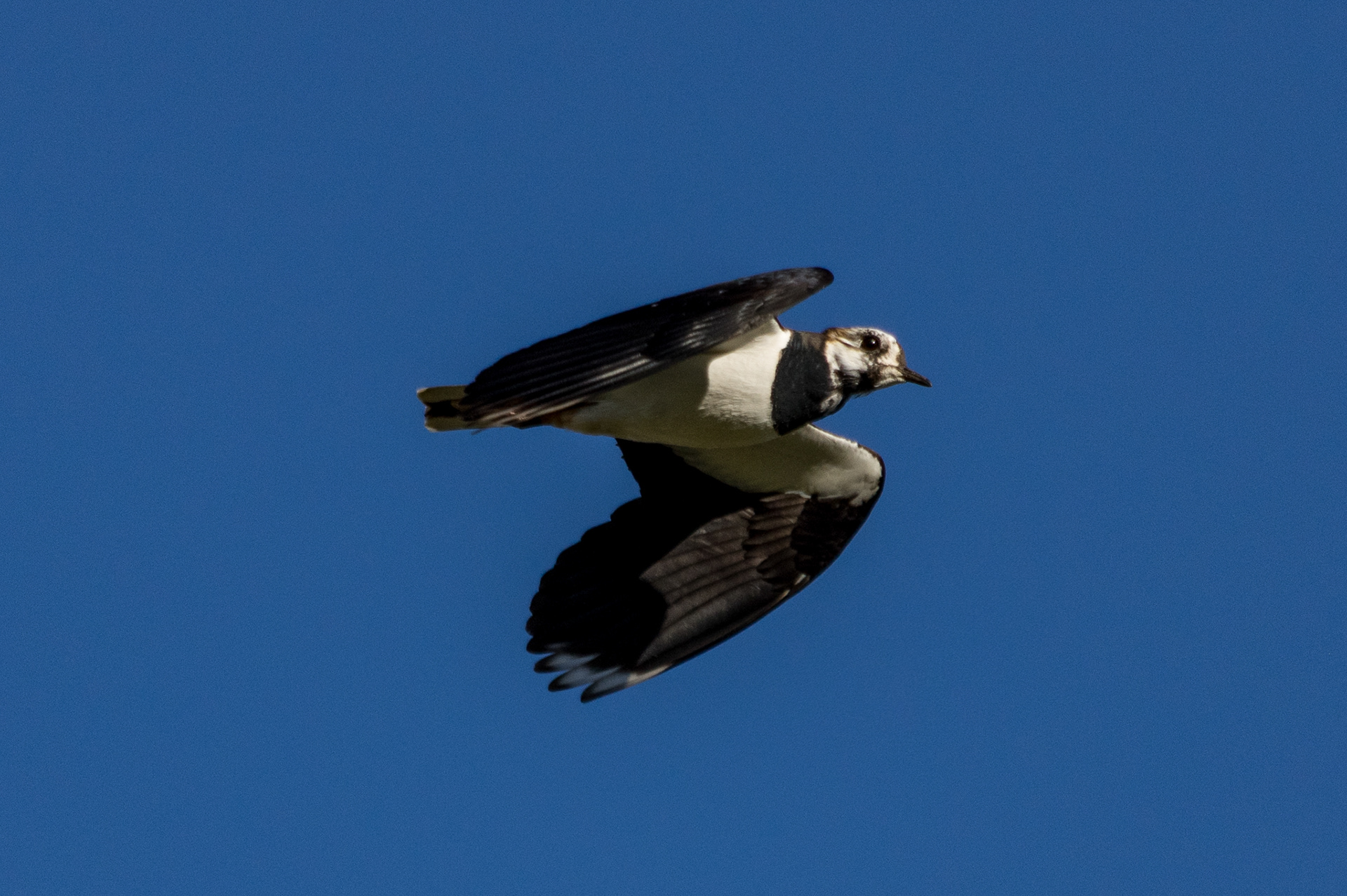 Lapwing